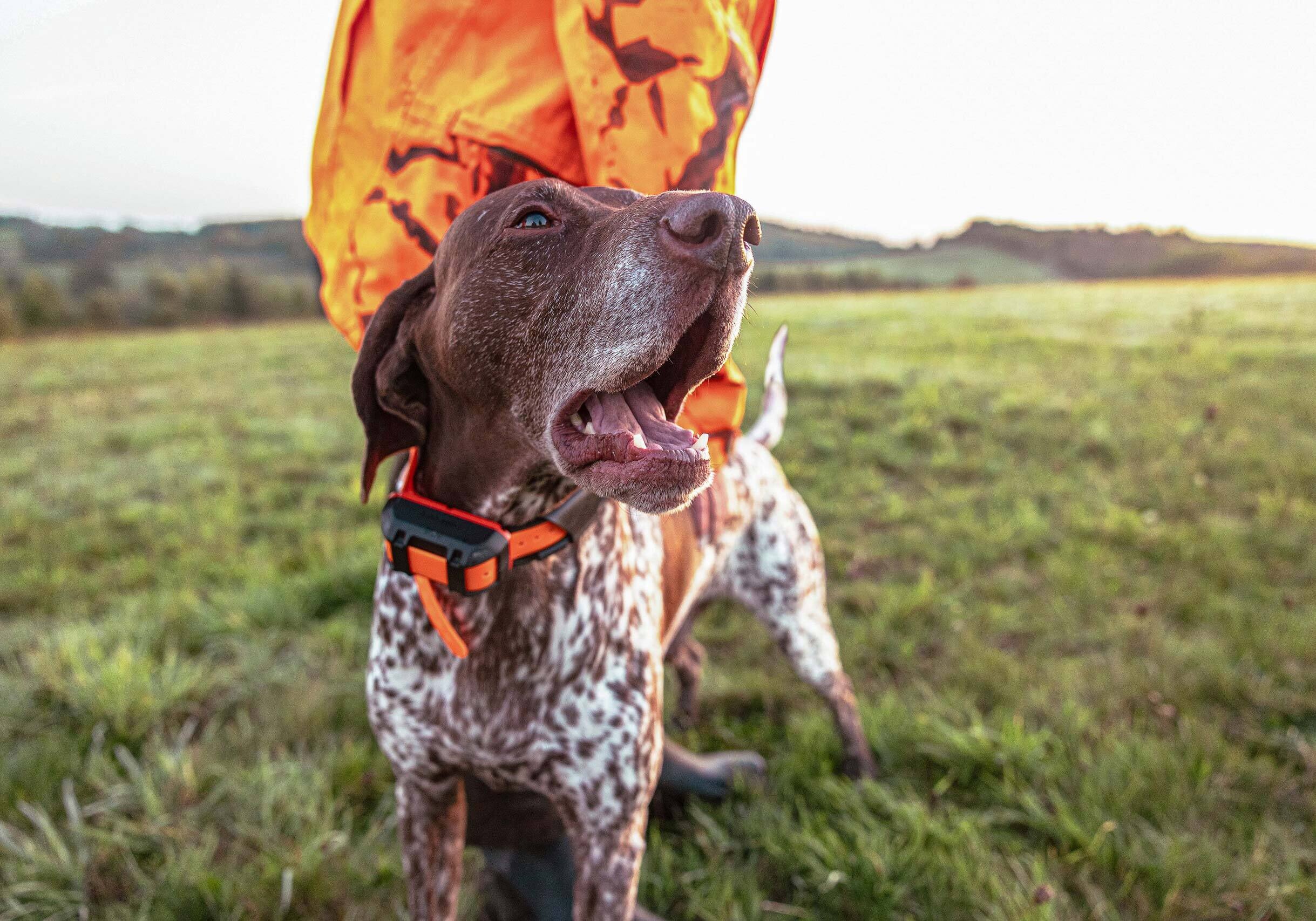 Garmin Alpha T 20 K Ortungshalsband (orange) Garmin Alpha T 20 K Ortungshalsband (orange)