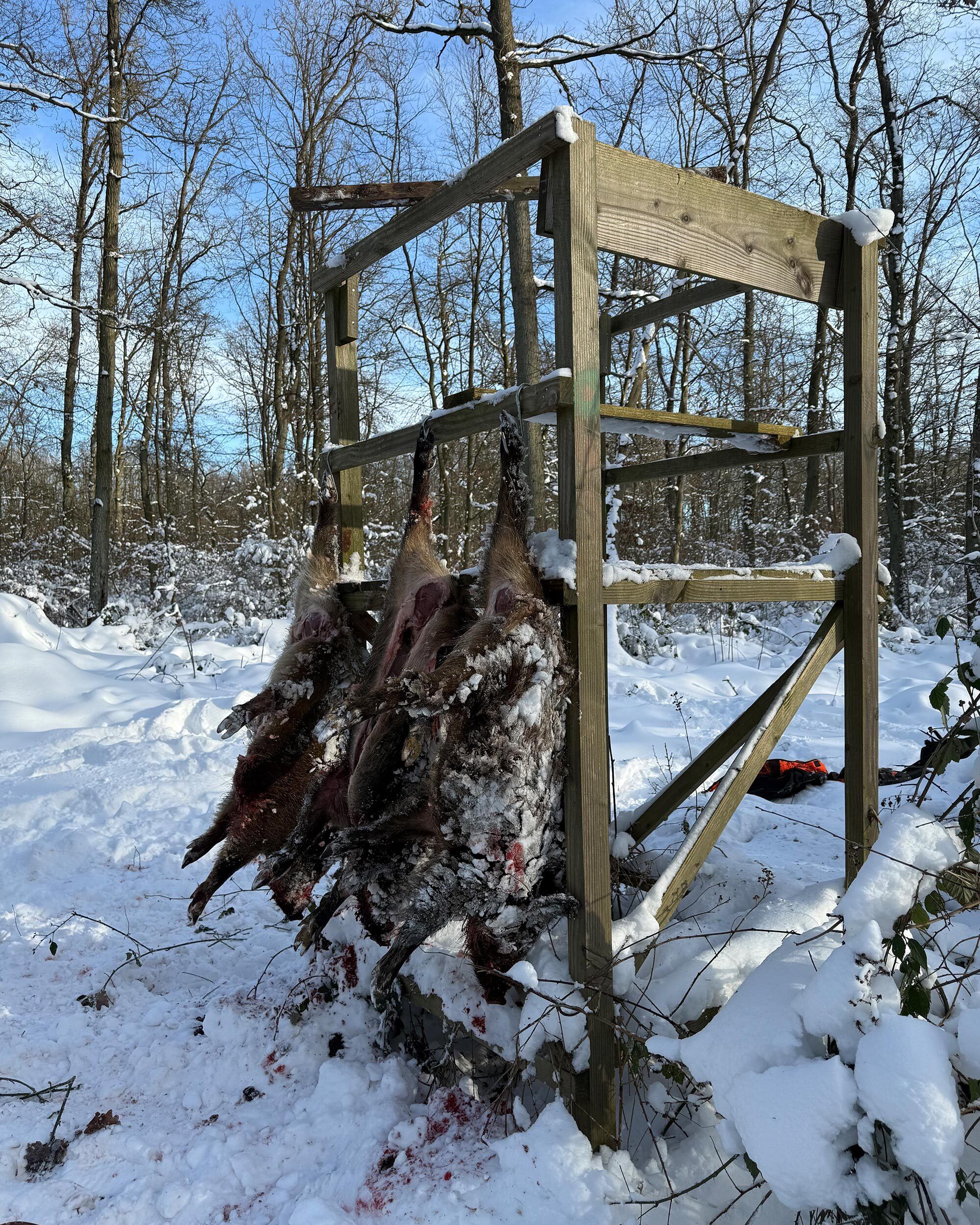 Dick Gekrösemesser bei der Jagd von Schwarzwild