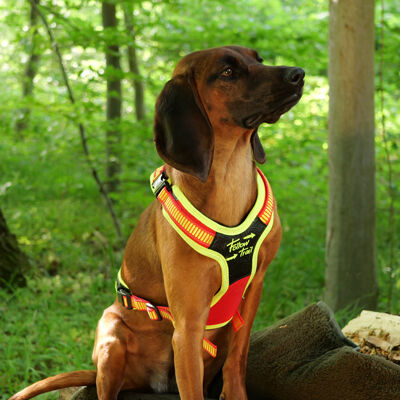 Hundegeschirr