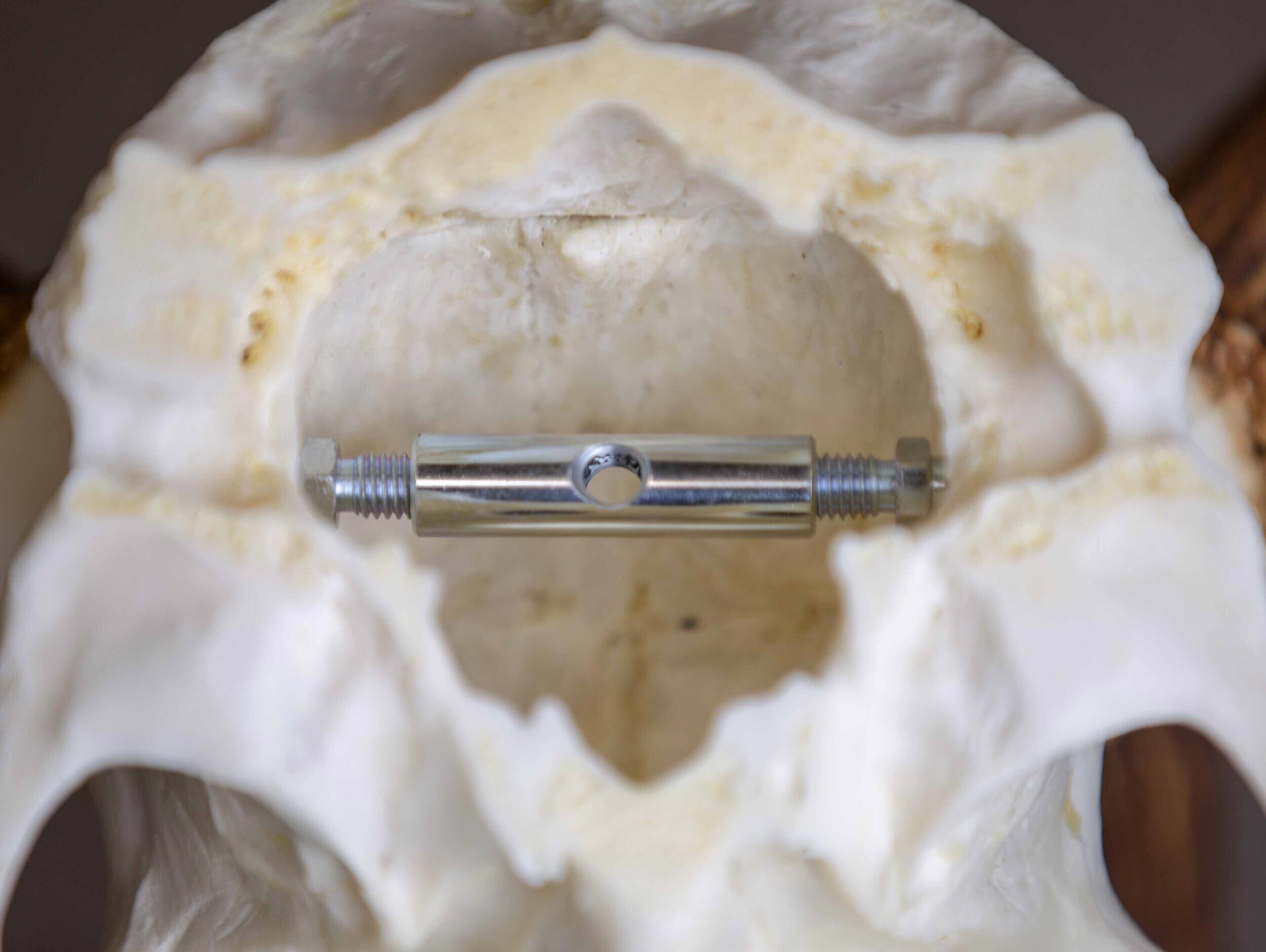 Eurohunt Trophäenhalterung Eurohunt Trophäenhalterung