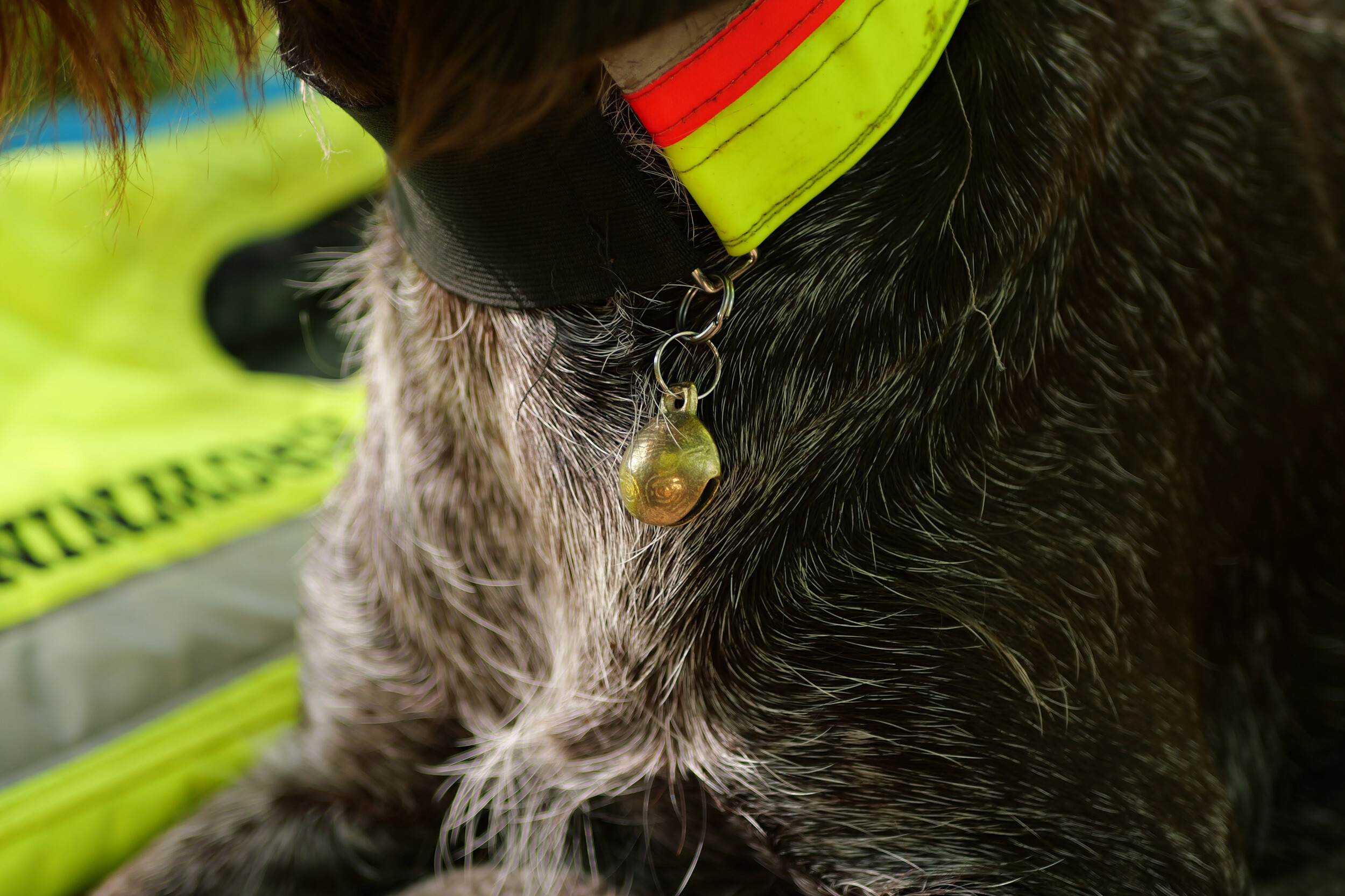 Ortungsglocke für Hunde Ortungsglocke für Hunde
