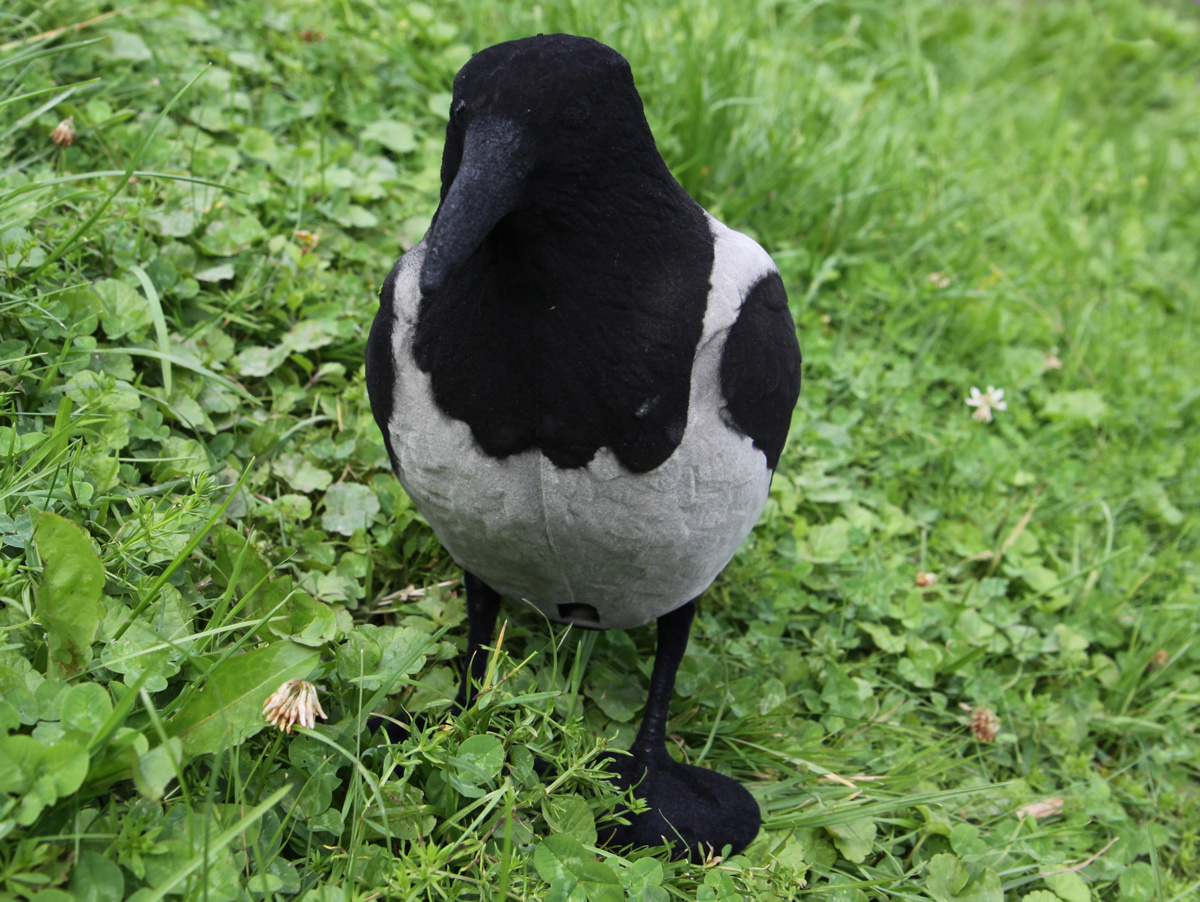 Beflockte Nebelkrähe Beflockte Nebelkrähe