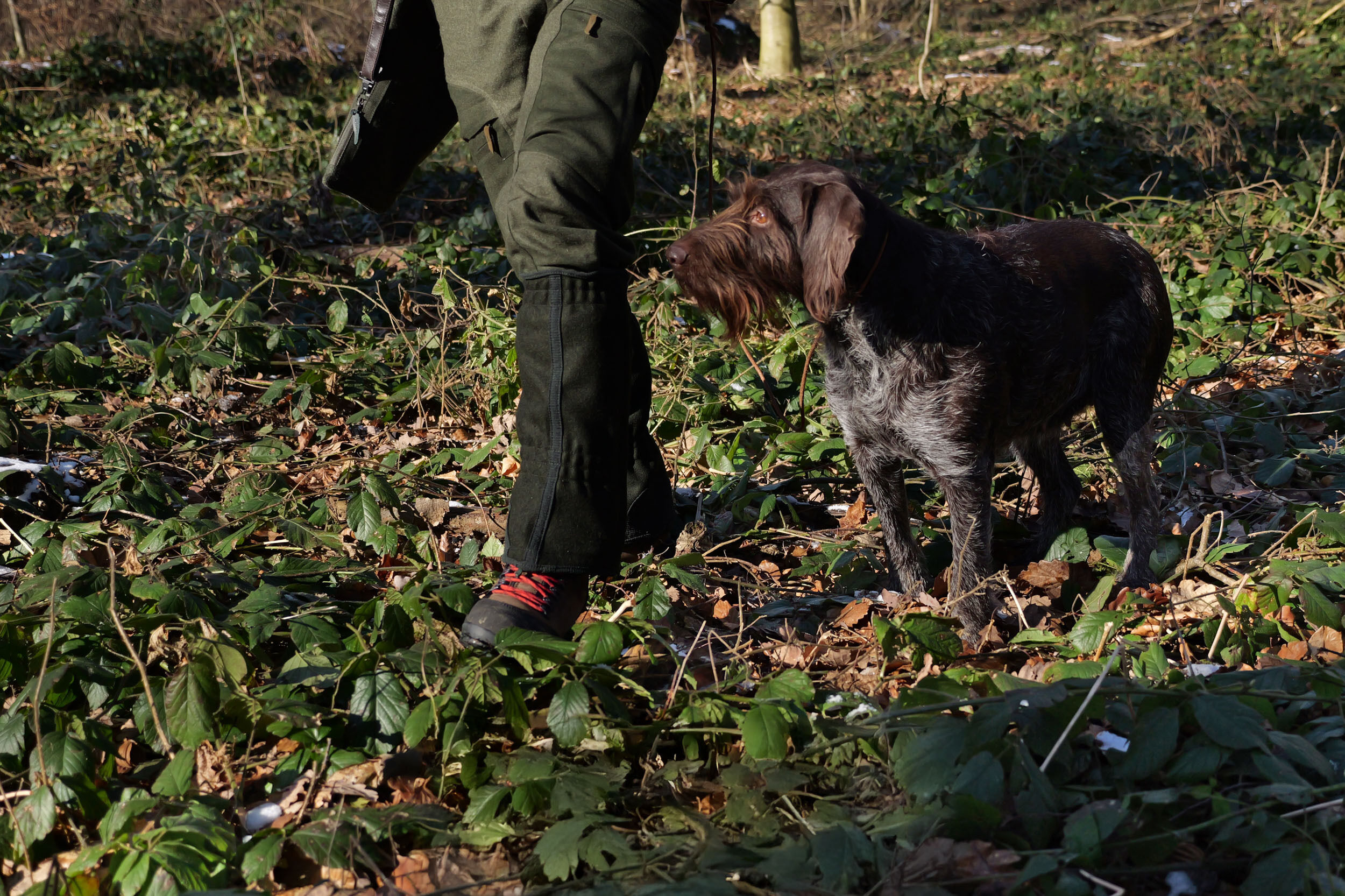 Jagdhund Lodengamaschen Schladminger (oliv) Jagdhund Lodengamaschen Schladminger (oliv)