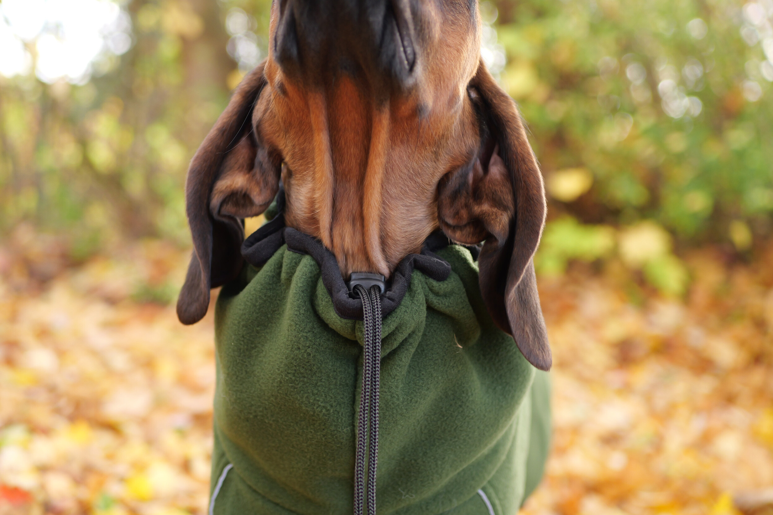 Actionfactory Hundemantel Warmup Cape Pro (pine green)