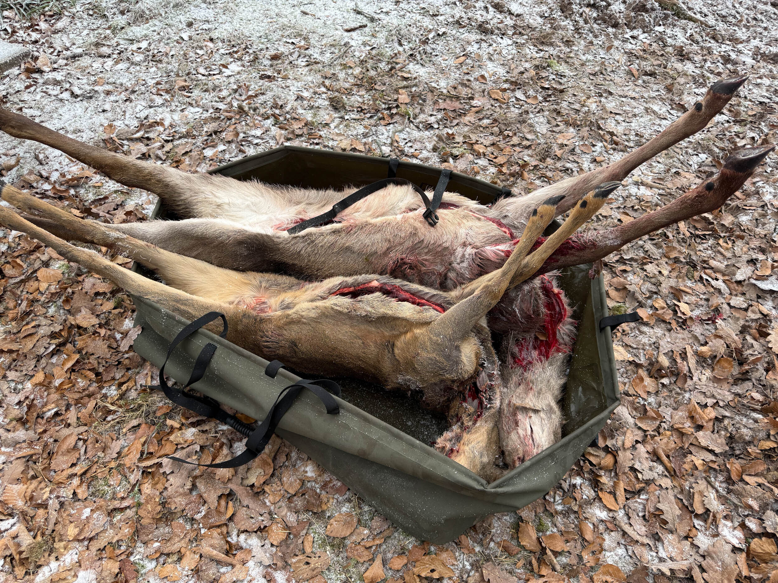 Die faltbare Wildwanne von Hubertus für Rot- und Schwarzwild mit Wild