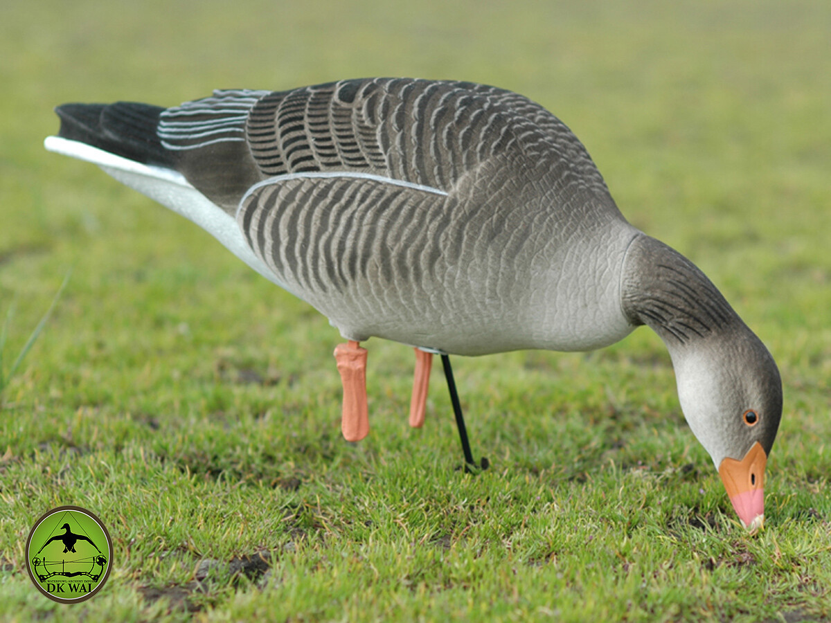 Beflockte Vollkörper-Graugänse DK WAI (6 Stück mit Tasche) Beflockte Vollkörper-Graugänse DK WAI (6 Stück mit Tasche)