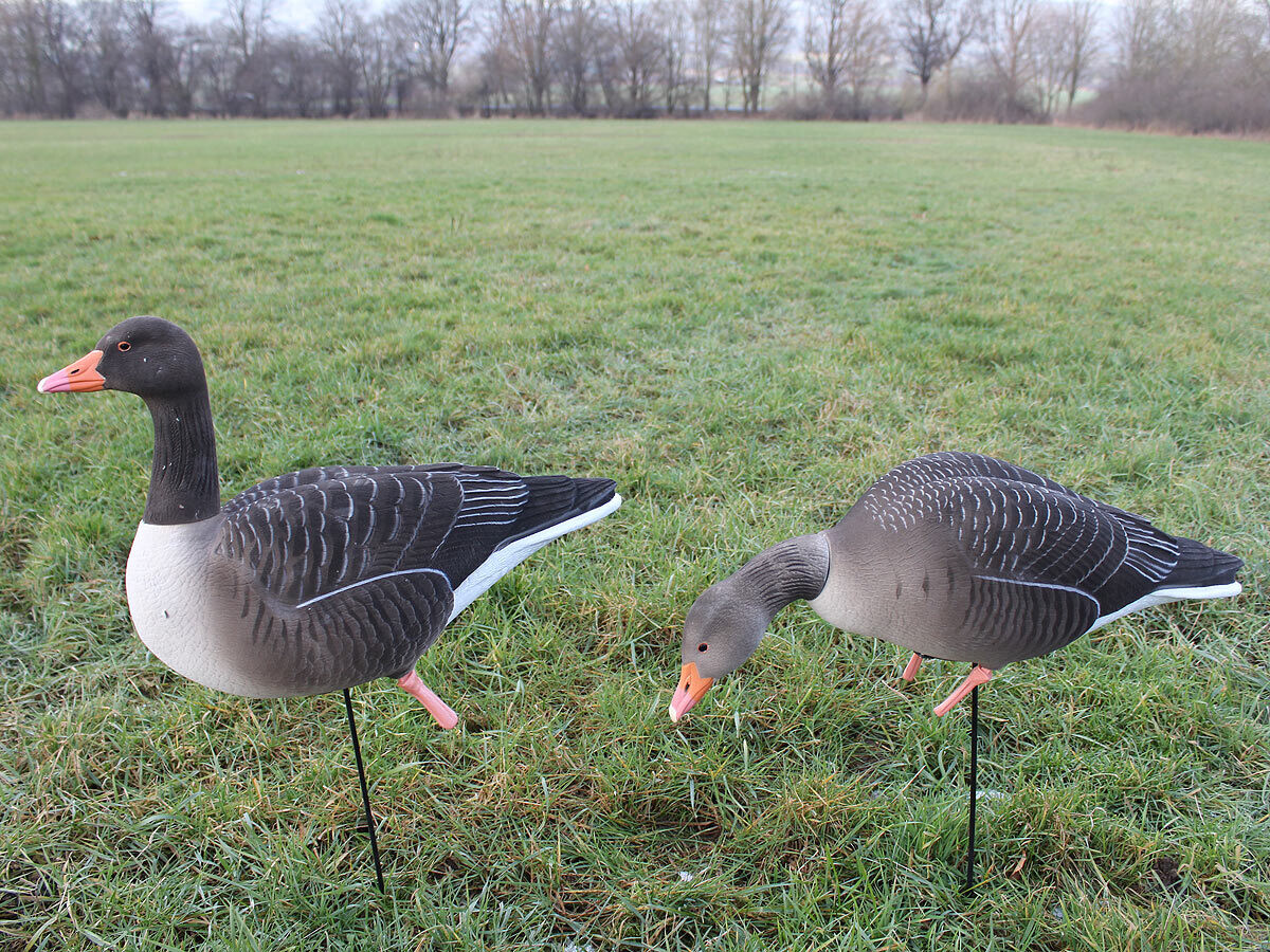 Beflockte Vollkörper-Graugänse DK WAI (6 Stück mit Tasche) Beflockte Vollkörper-Graugänse DK WAI (6 Stück mit Tasche)