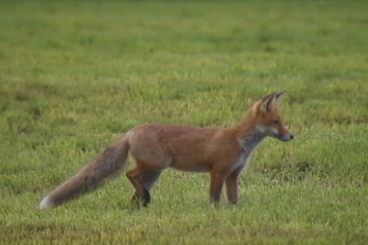 Reizjagd auf Fuchs mit Klaus Demmel - Sommerjagd (DVD) Reizjagd auf Fuchs mit Klaus Demmel - Sommerjagd (DVD)