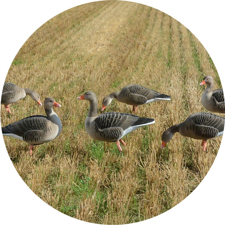 Mehrere Vollkörpergraugänse auf einem grünen Stoppelfeld