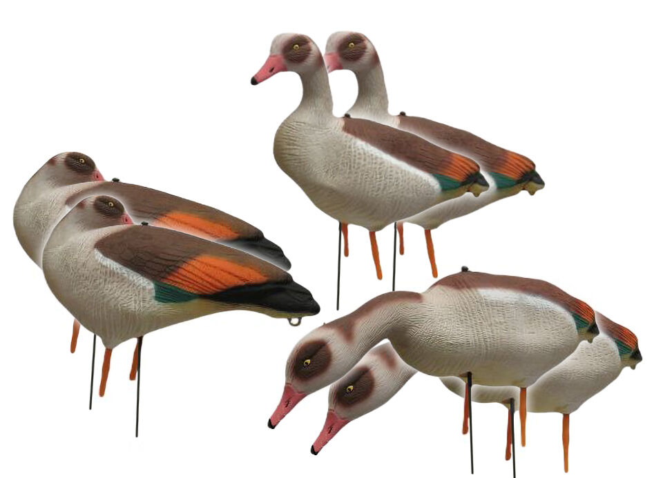 Vollkörper-Lockvögel Nilgans (6 Stück)