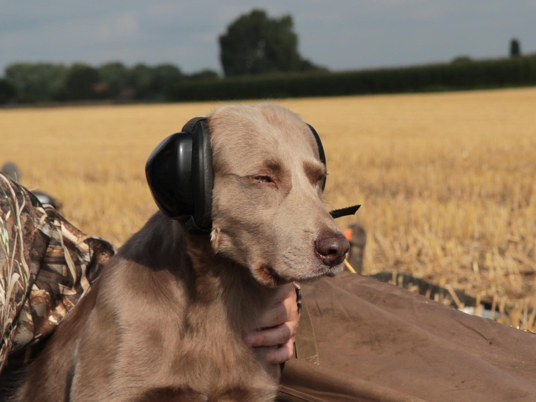 Mutt Muffs Hundegehörschutz (schwarz) Mutt Muffs Hundegehörschutz (schwarz)