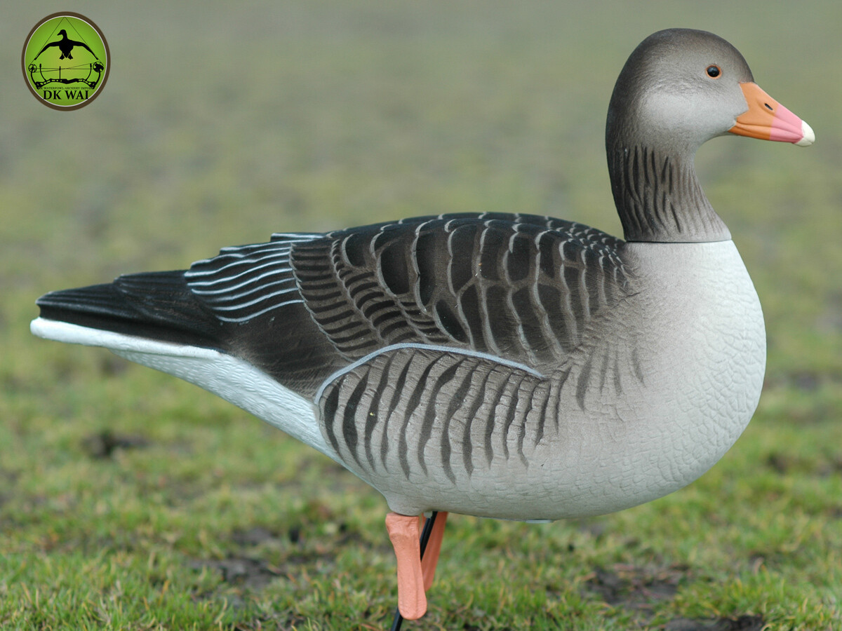 Beflockte Vollkörper-Graugänse DK WAI (6 Stück mit Tasche) Beflockte Vollkörper-Graugänse DK WAI (6 Stück mit Tasche)