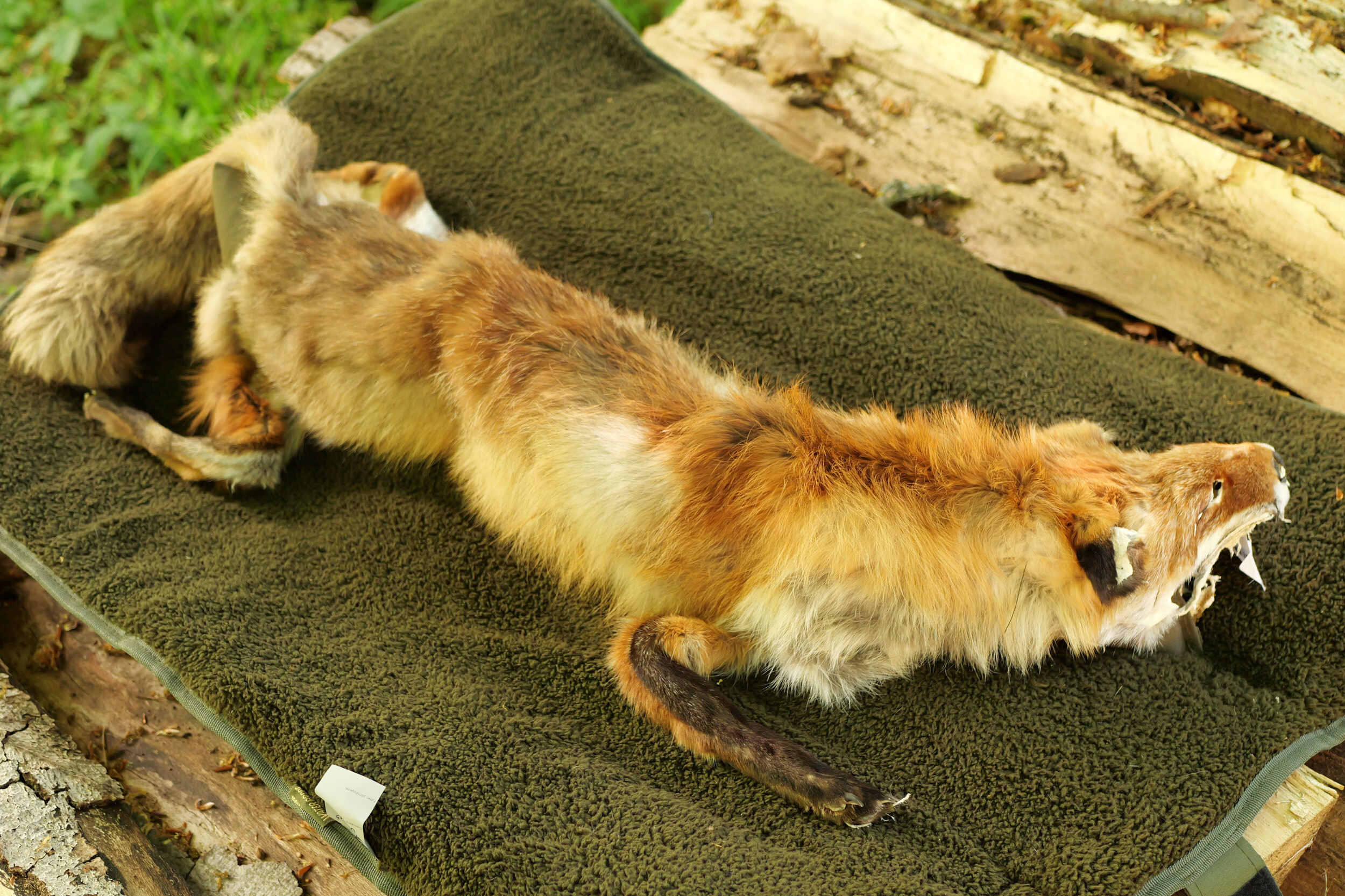 Dummy mit Fuchsbalg