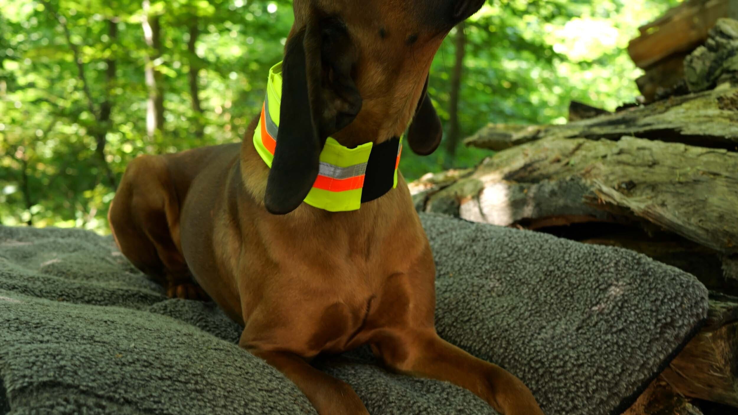 Zantex Signalhalsung mit GPS-Tasche innen