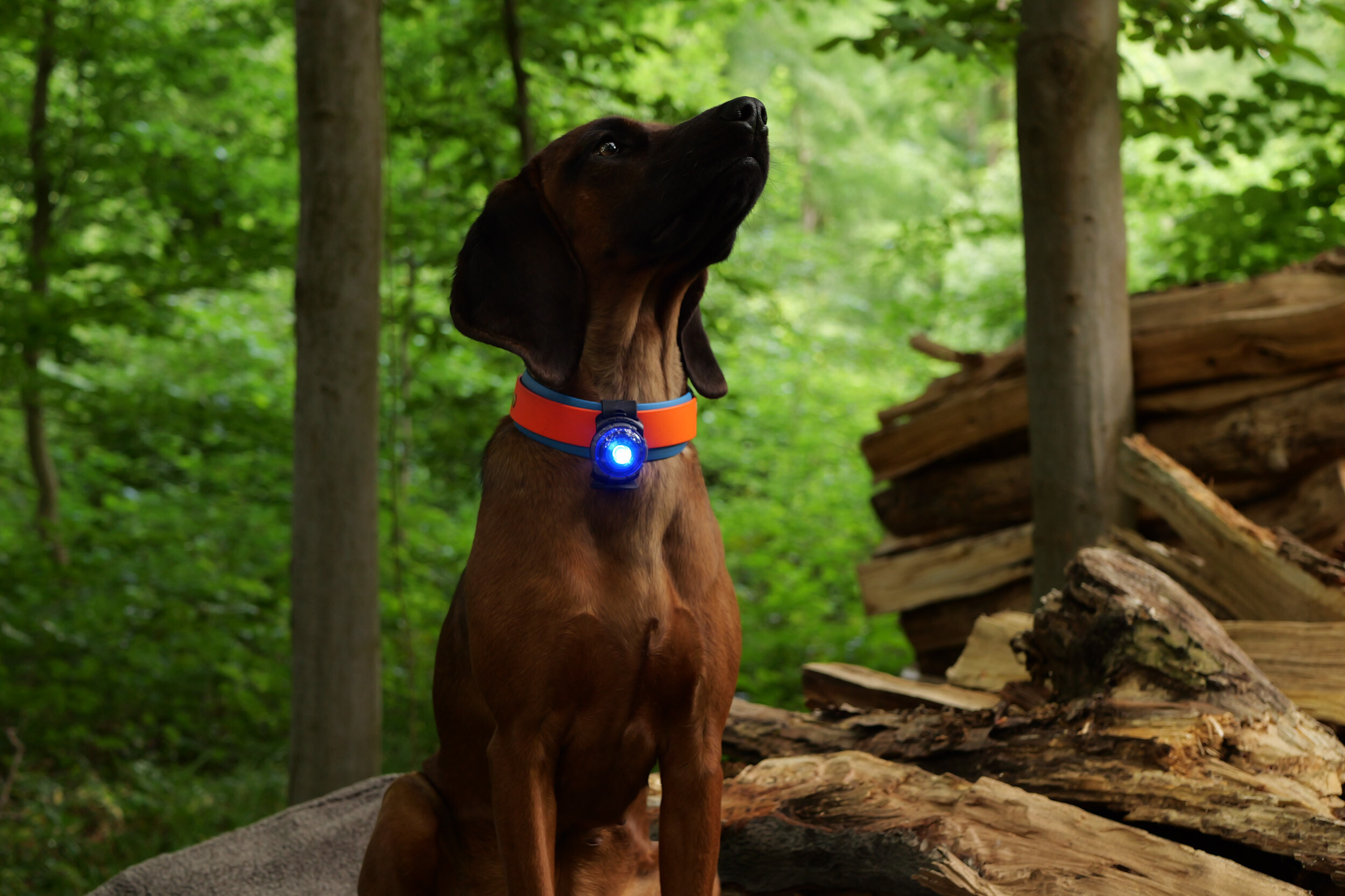 Orbiloc Dog Dual Safetylight (Hundelicht) Orbiloc Dog Dual Safetylight (Hundelicht)