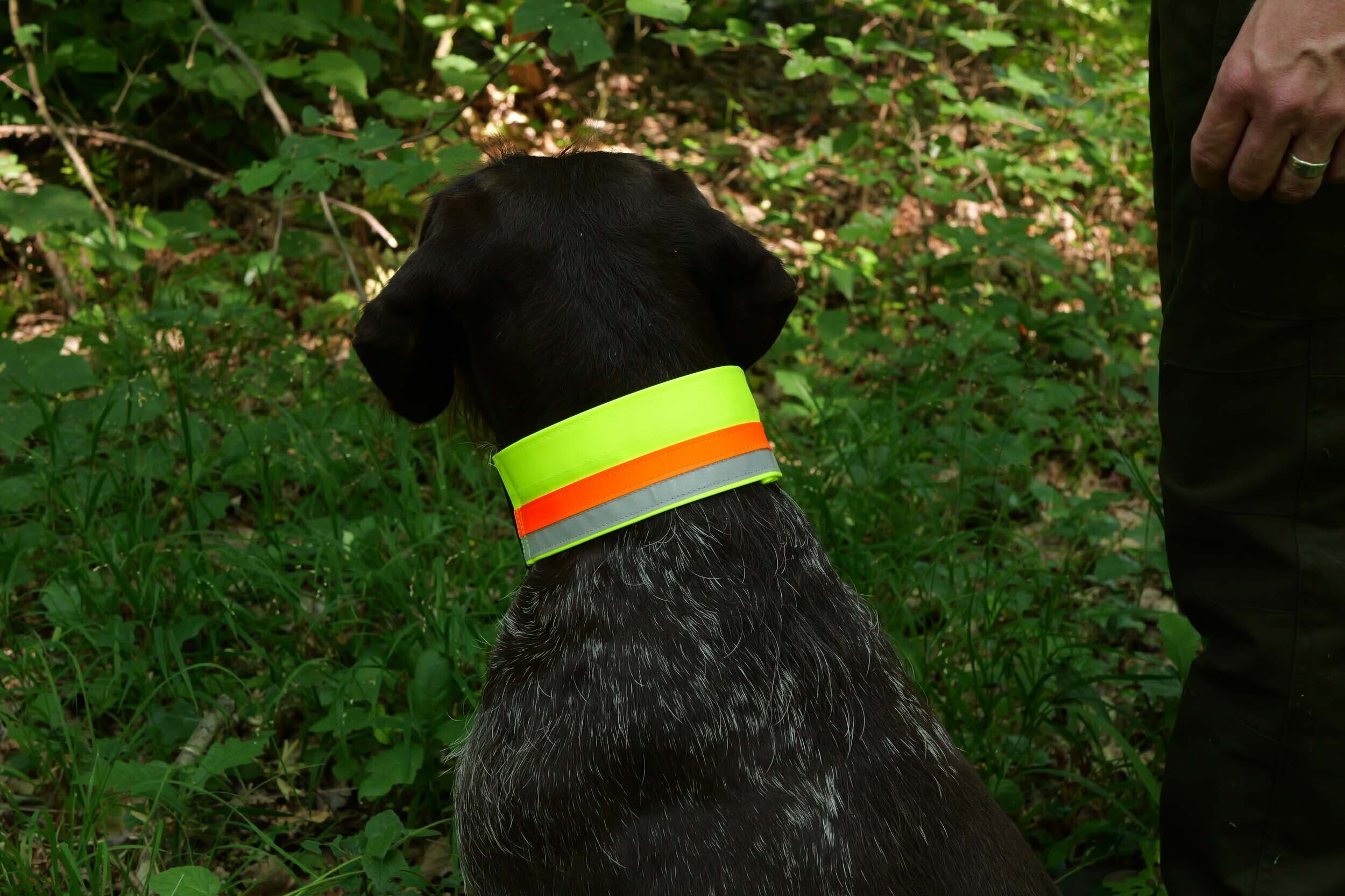 Signalhalsung Zantex (variabel, mit Klettband)