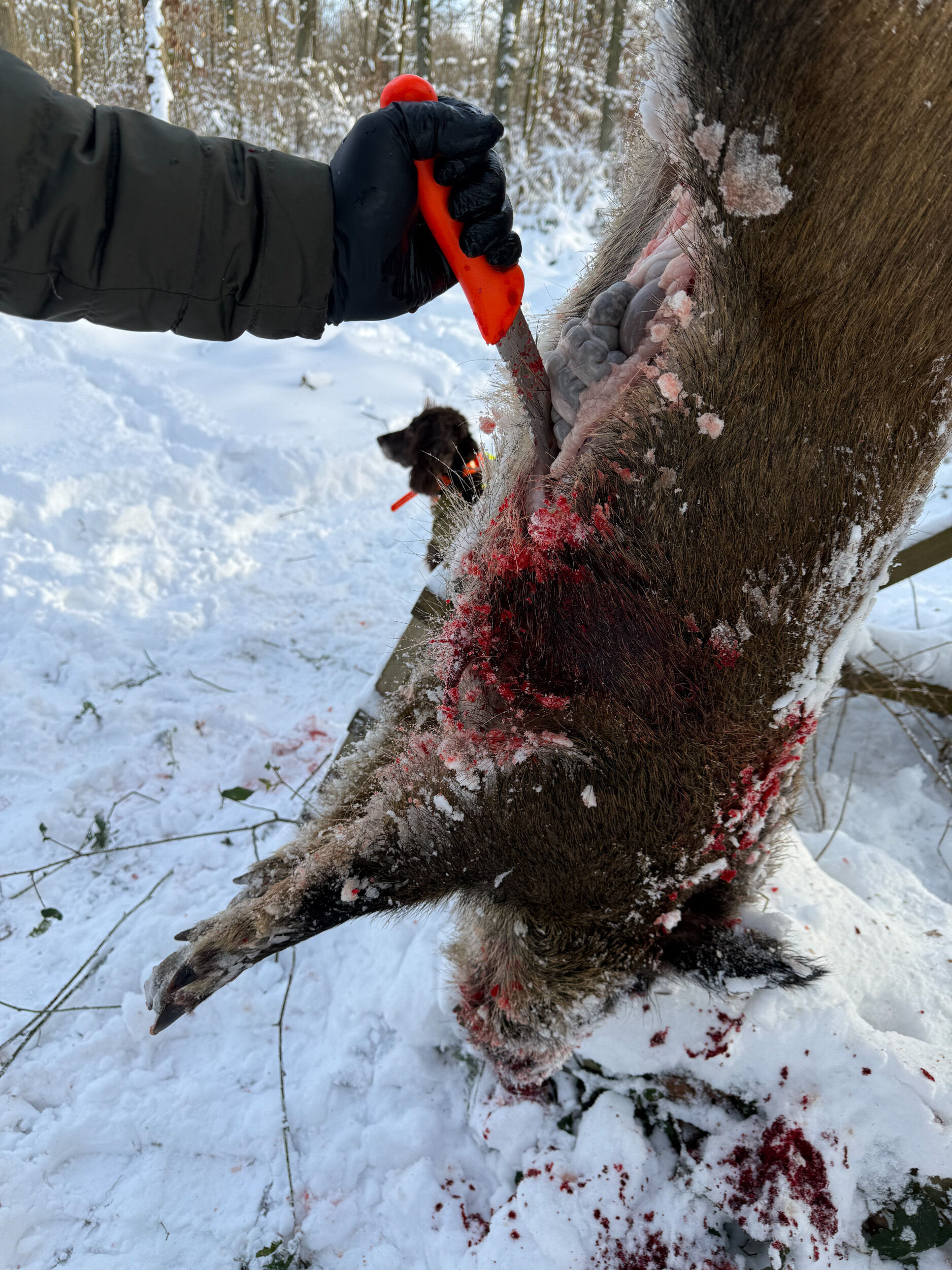 Dick Aufbrech- und Ringelmesser beim Aufbrechen von Schwarzwild