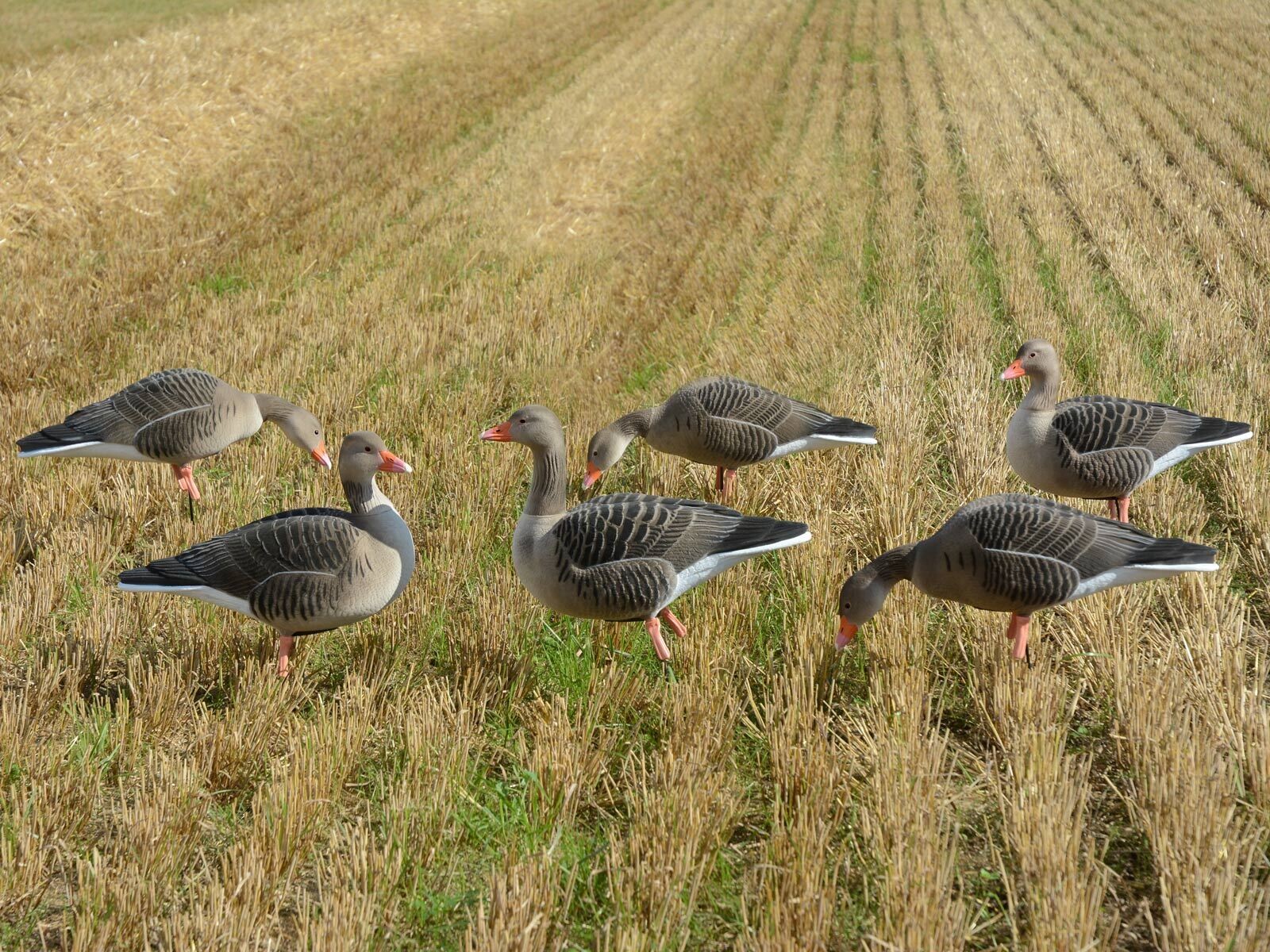 Beflockte Vollkörper-Graugänse DK WAI (6 Stück mit Tasche) Beflockte Vollkörper-Graugänse DK WAI (6 Stück mit Tasche)