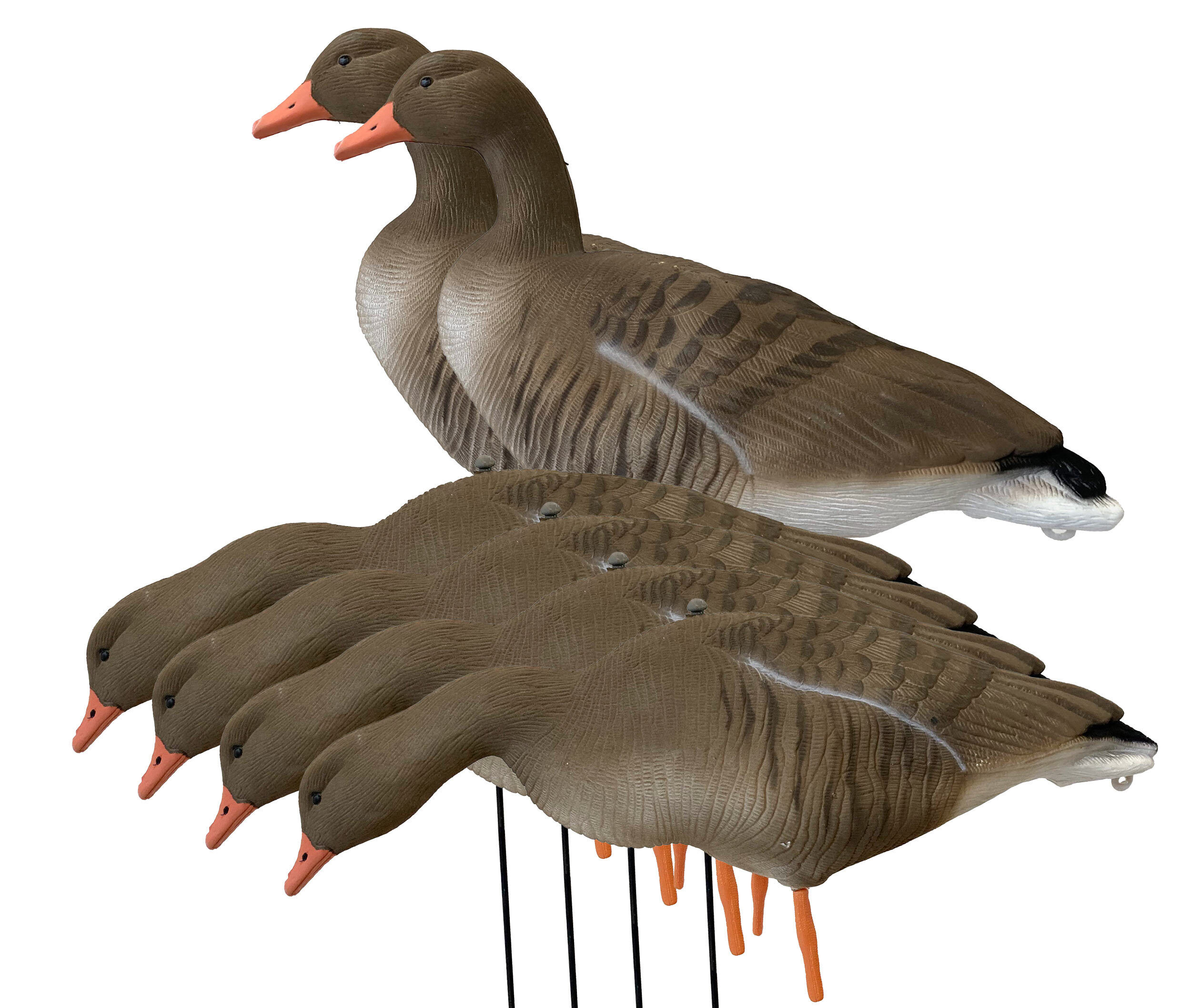Beflockte Vollkörper-Graugänse, äsend, ruhend (6 Stück) Beflockte Vollkörper-Graugänse, äsend, ruhend (6 Stück)
