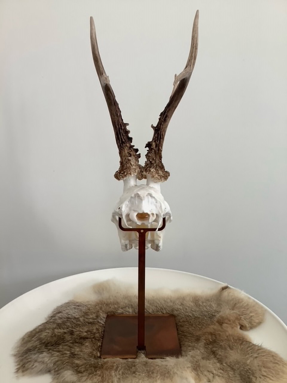 Trophäenständer Rusty Trusty für Rehgehörn