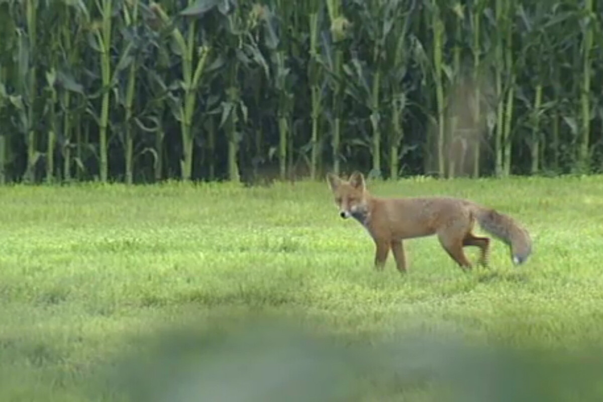 Reizjagd auf Fuchs mit Klaus Demmel - Sommerjagd (DVD) Reizjagd auf Fuchs mit Klaus Demmel - Sommerjagd (DVD)