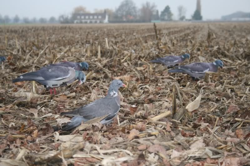 FUD Locktauben (6 Stück) FUD Locktauben (6 Stück)
