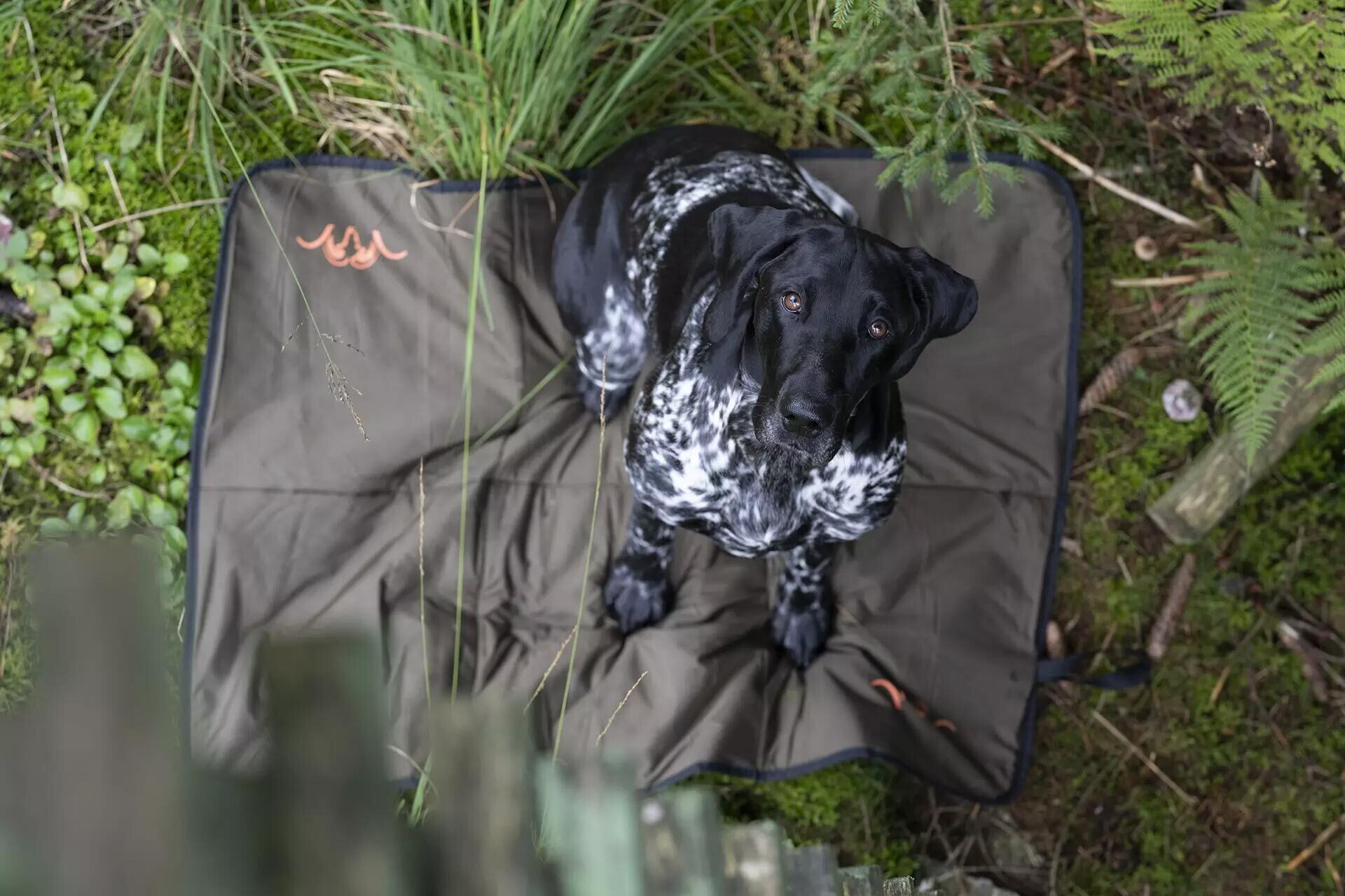 Blaser Hundedecke Dunkel Oliv (70 x 100 cm) (dunkeloliv)