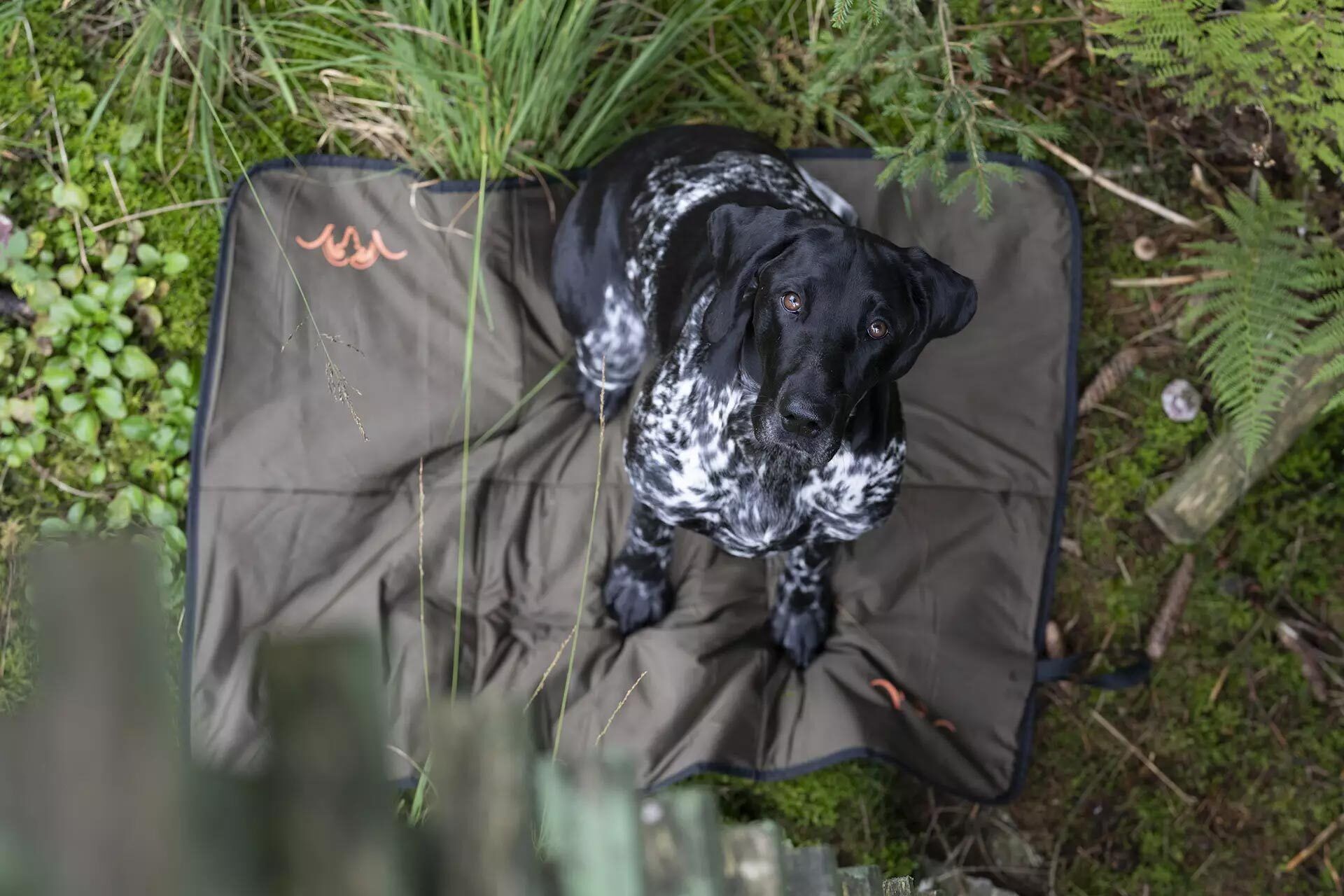 Blaser Hundedecke Dunkel Oliv (70 x 100 cm) (dunkeloliv) Blaser Hundedecke Dunkel Oliv (70 x 100 cm) (dunkeloliv)