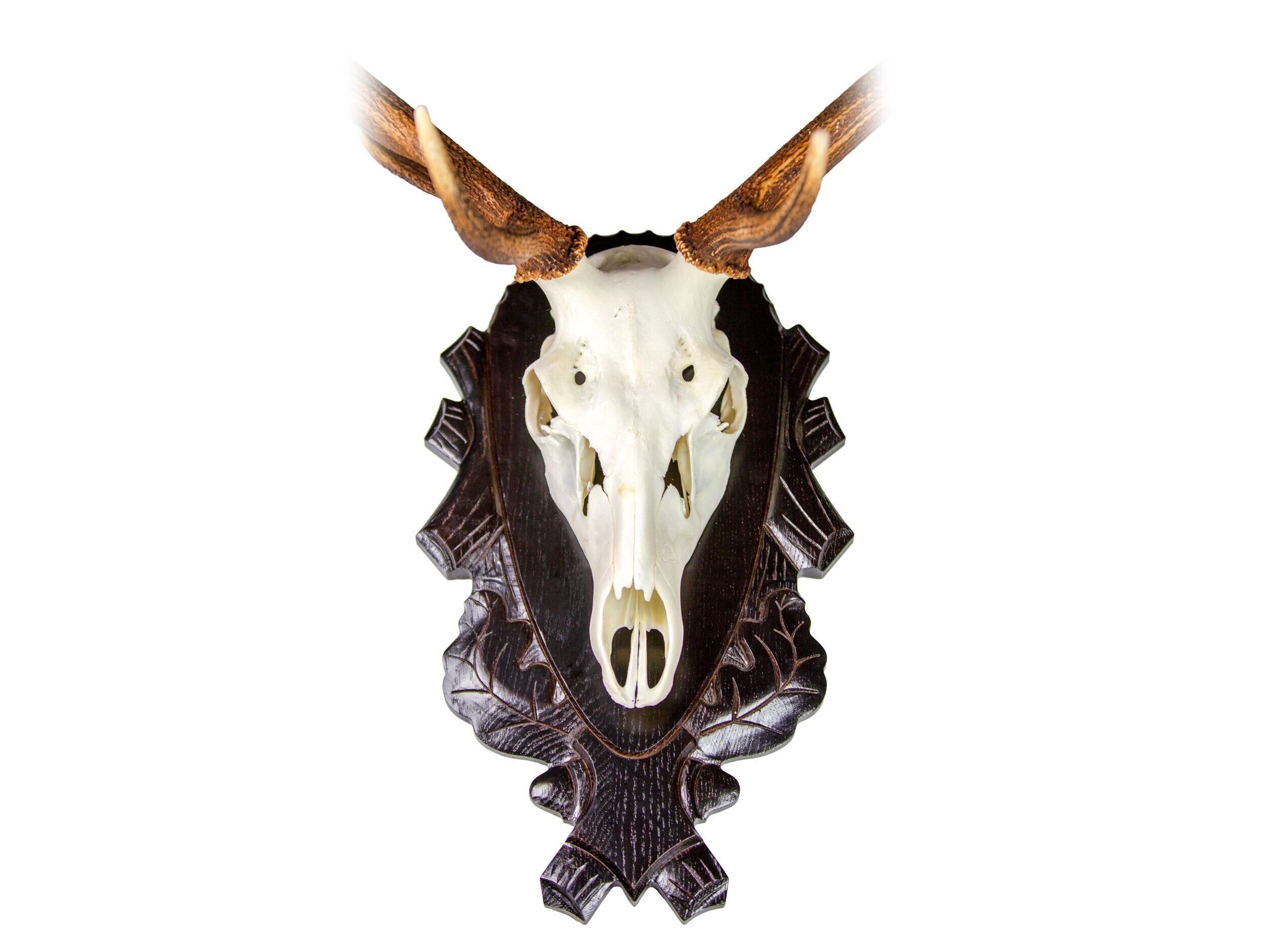 Eurohunt Trophäenhalterung Eurohunt Trophäenhalterung