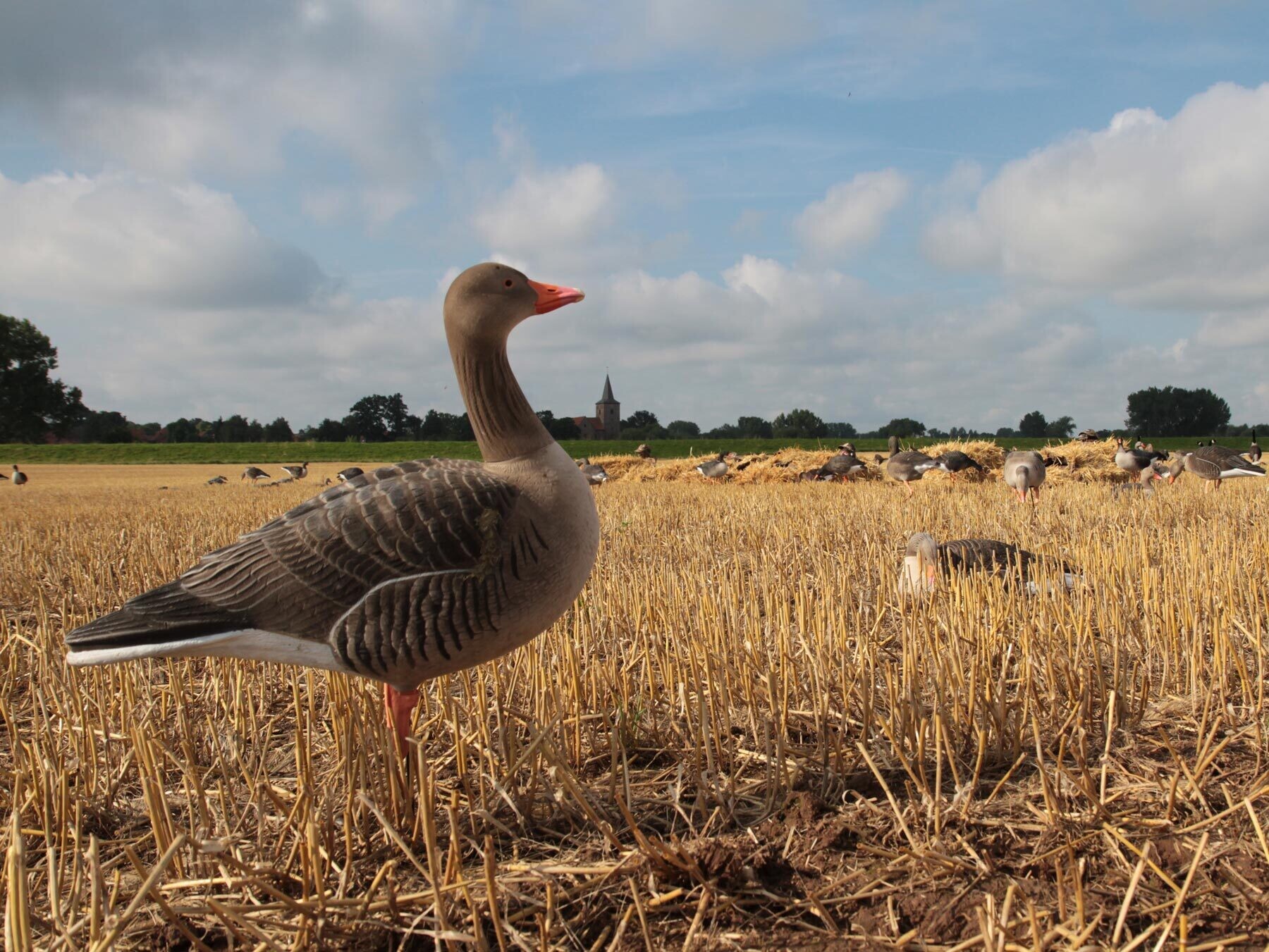 Beflockte Vollkörper-Graugänse DK WAI (6 Stück mit Tasche) Beflockte Vollkörper-Graugänse DK WAI (6 Stück mit Tasche)