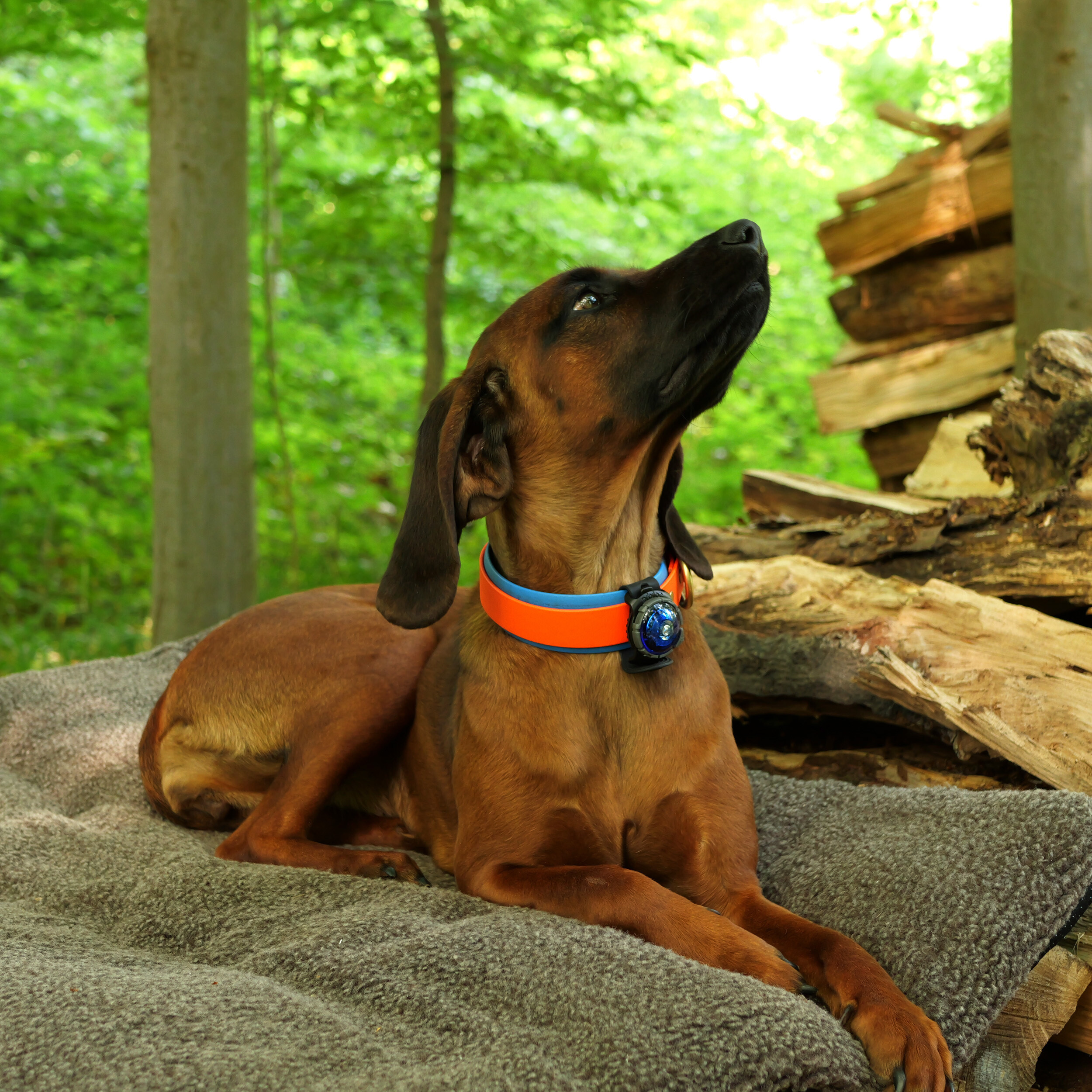 Orbiloc Dog Dual Safetylight (Hundelicht) Orbiloc Dog Dual Safetylight (Hundelicht)