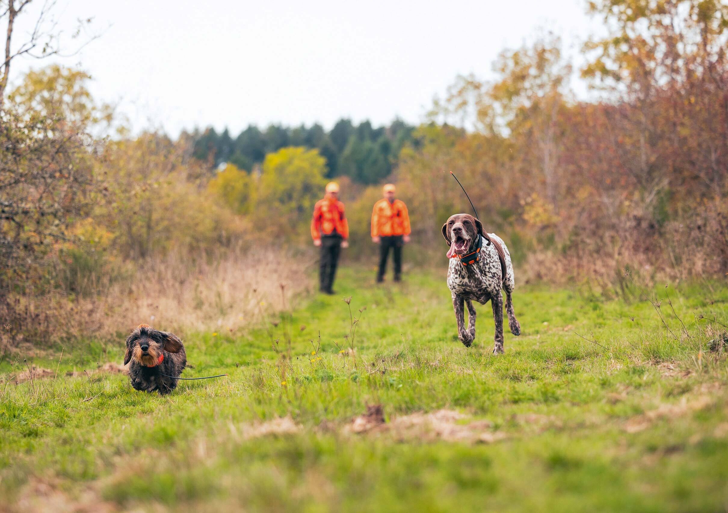 Garmin Alpha T 20 K Ortungshalsband (orange) Set Garmin Alpha 300 K mit T 20 K und Topo V9 Pro