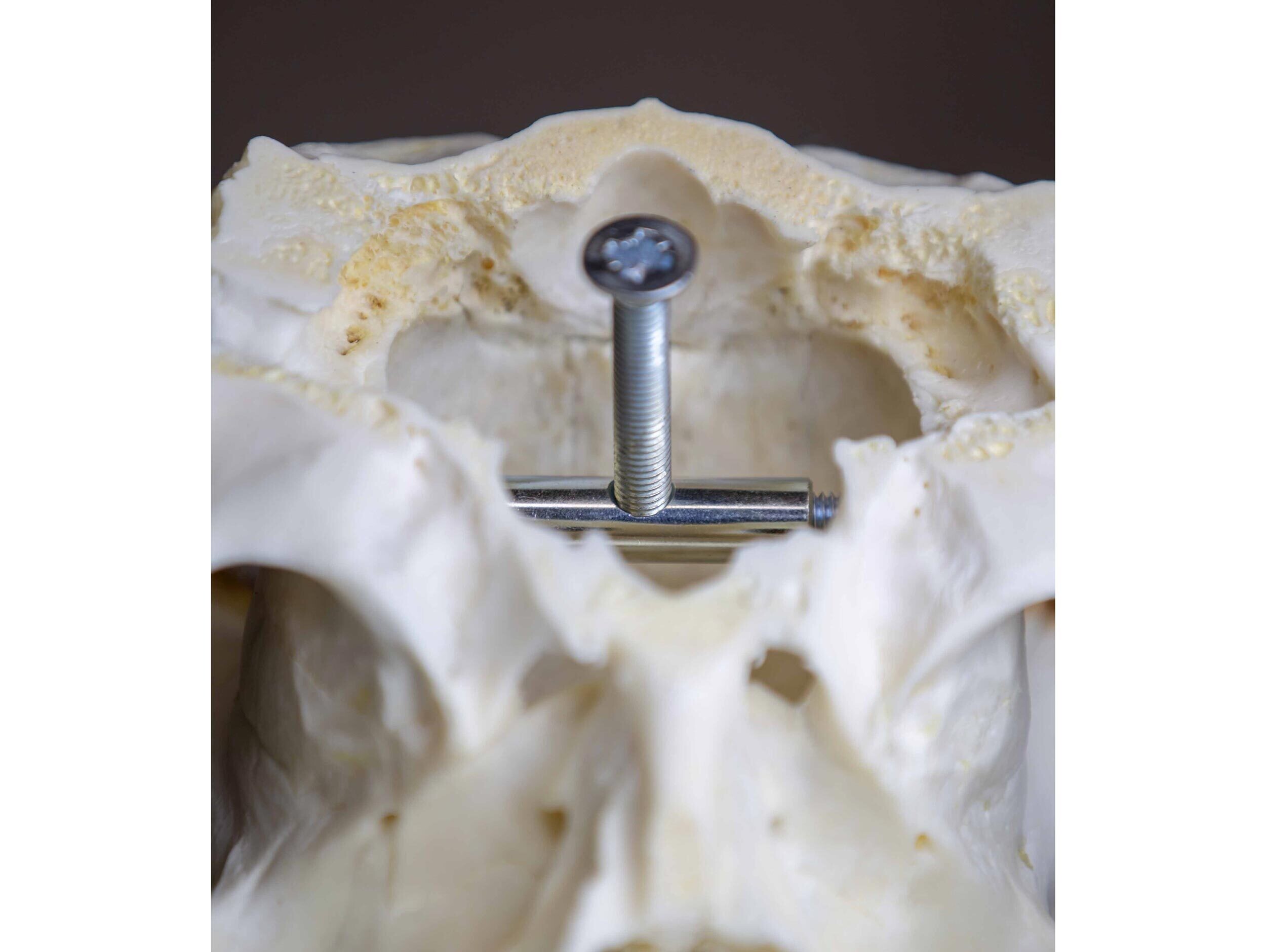 Eurohunt Trophäenhalterung Eurohunt Trophäenhalterung