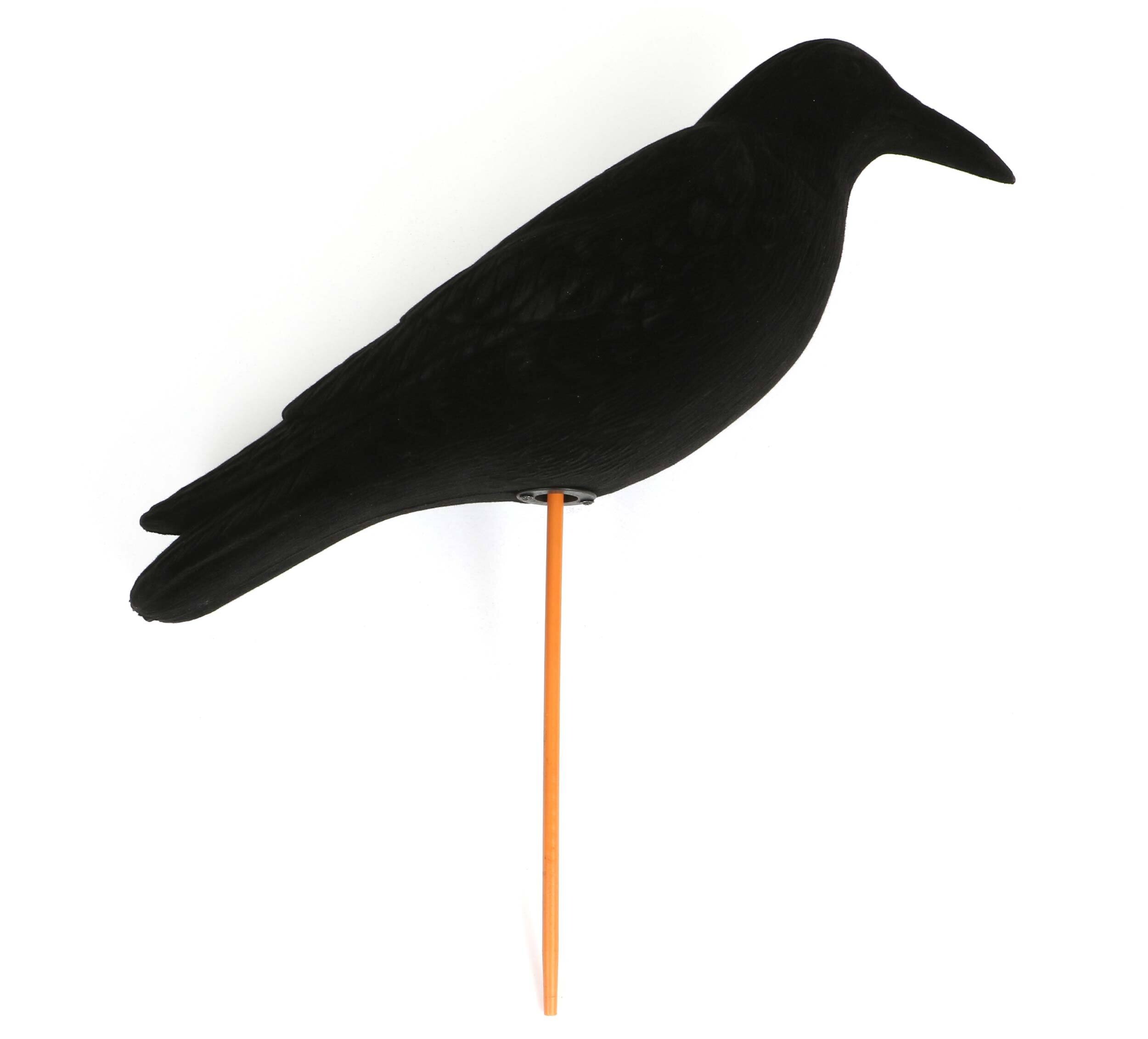 XXL beflockte Lockkrähe XXL beflockte Lockkrähe