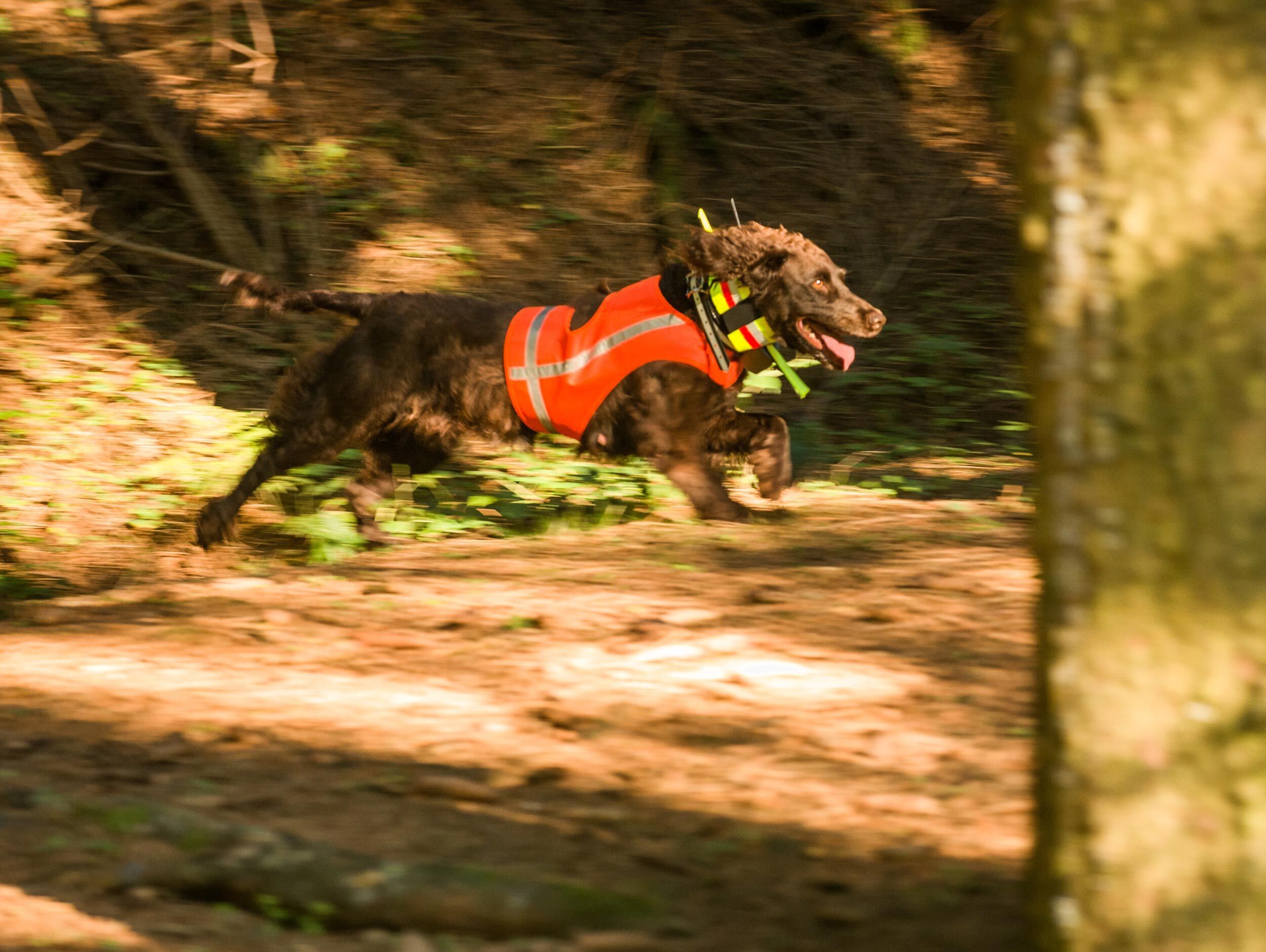 Hundesignalweste Holstein (Orange)