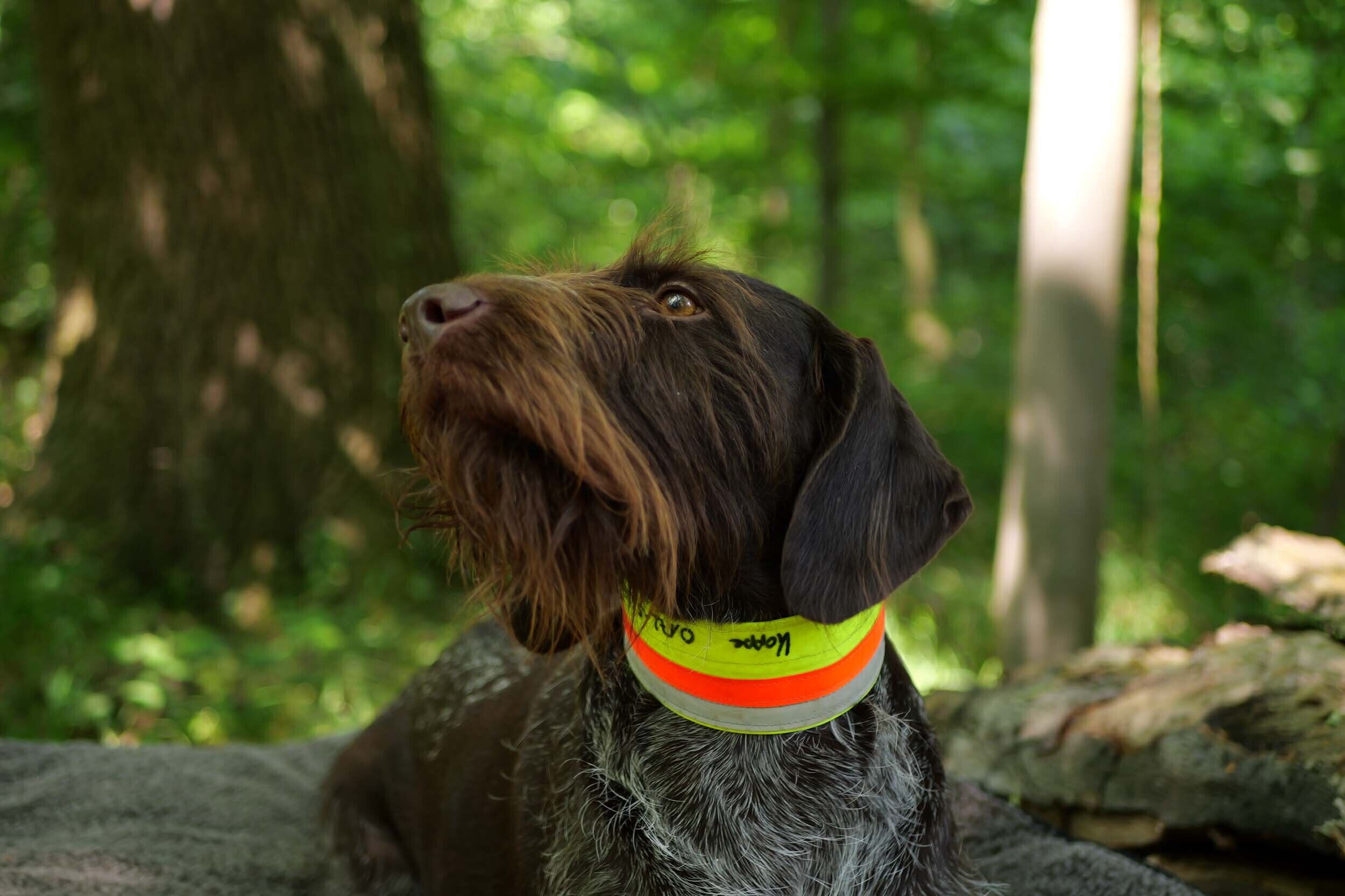 Nordforest Hunting Hundewarnhalsung anpassbar (neongelb)