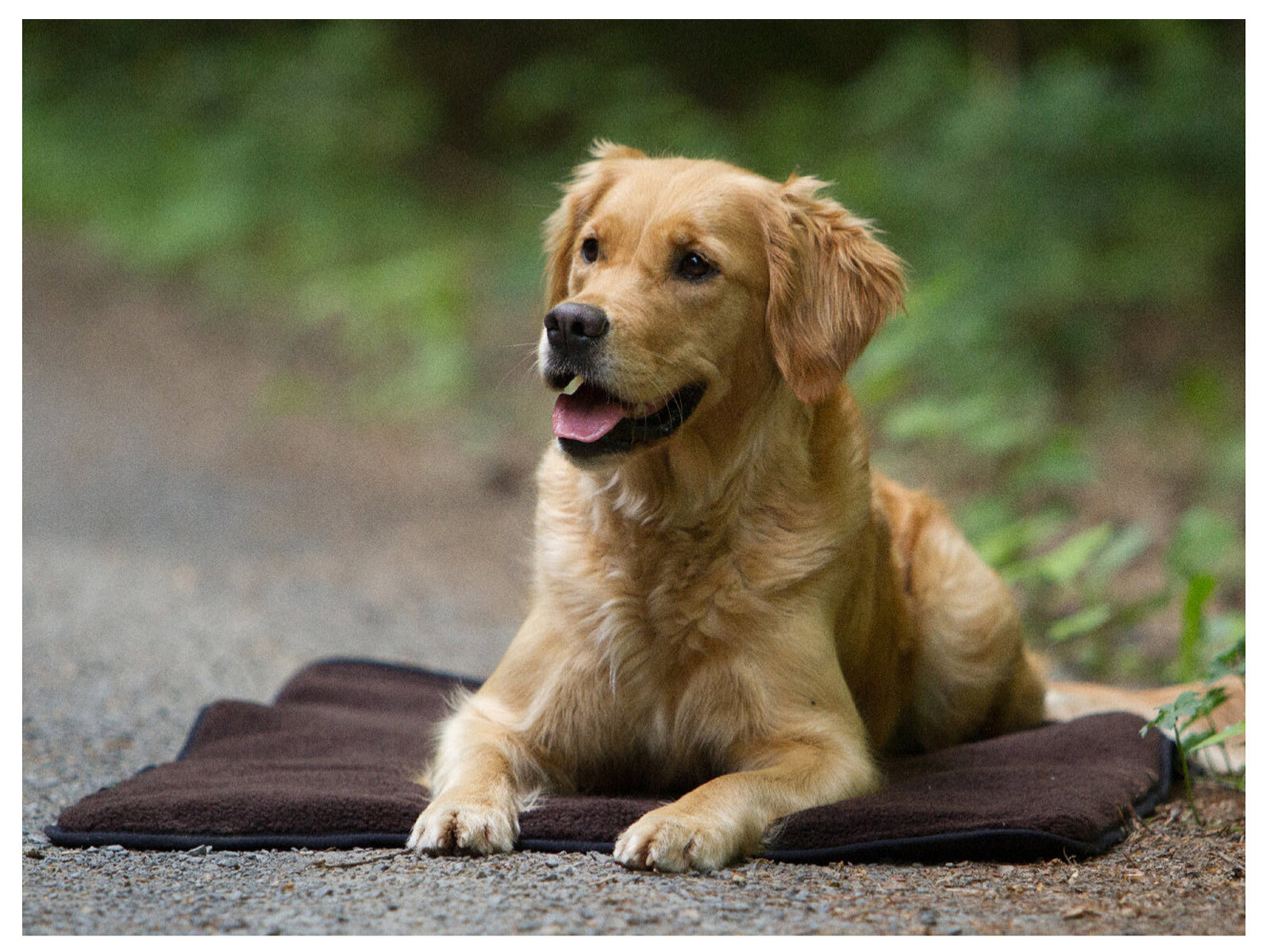 Actionfactory Hundematte Warmup Blanket Basic Actionfactory Hundematte Warmup Blanket Basic