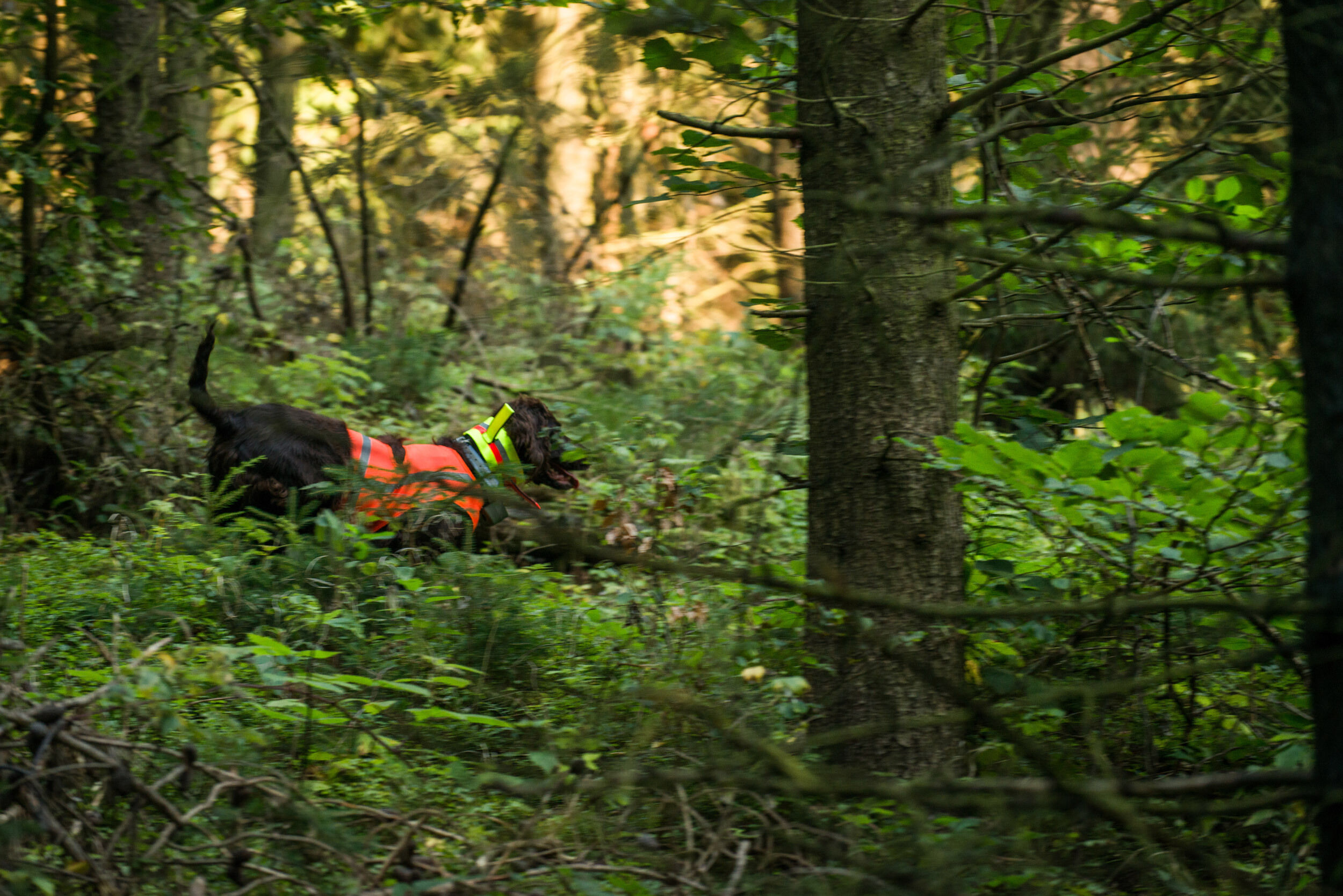 Hundesignalweste Holstein Plus (oben geschlossen)