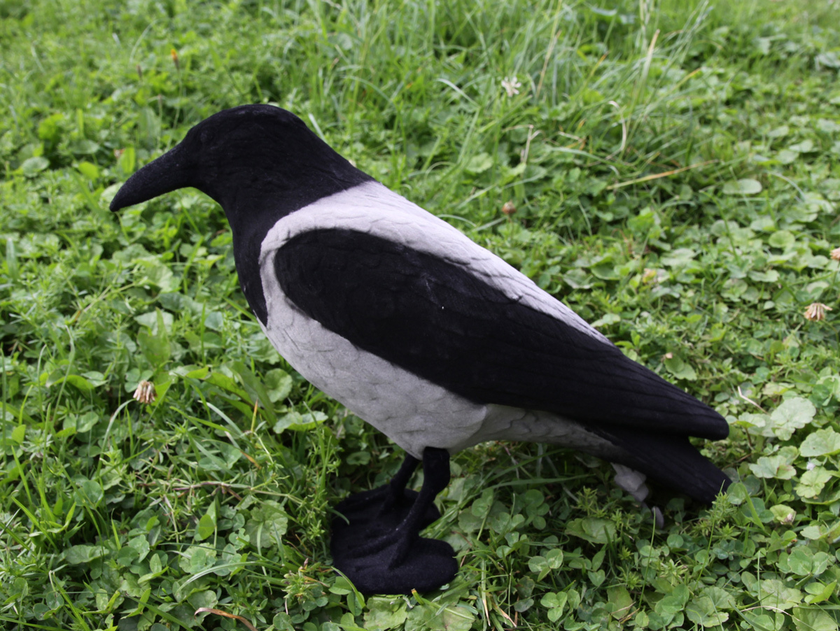 Beflockte Nebelkrähe Beflockte Nebelkrähe