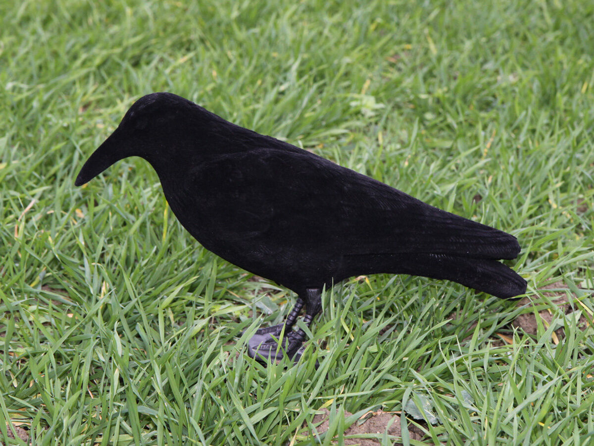 Beflockte Lockkrähe Beflockte Lockkrähe