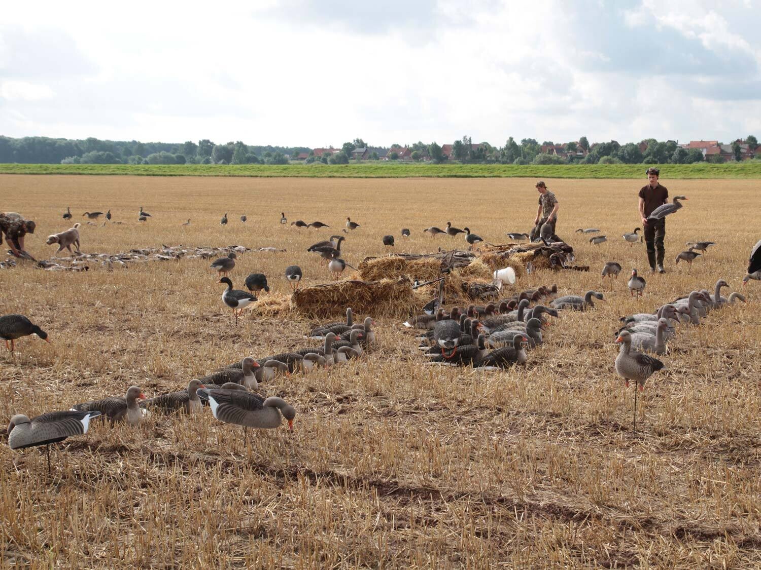 Beflockte Halbschalen-Graugänse DK WAI (12 Stck.) Beflockte Vollkörper-Graugänse, äsend, ruhend (6 Stück)