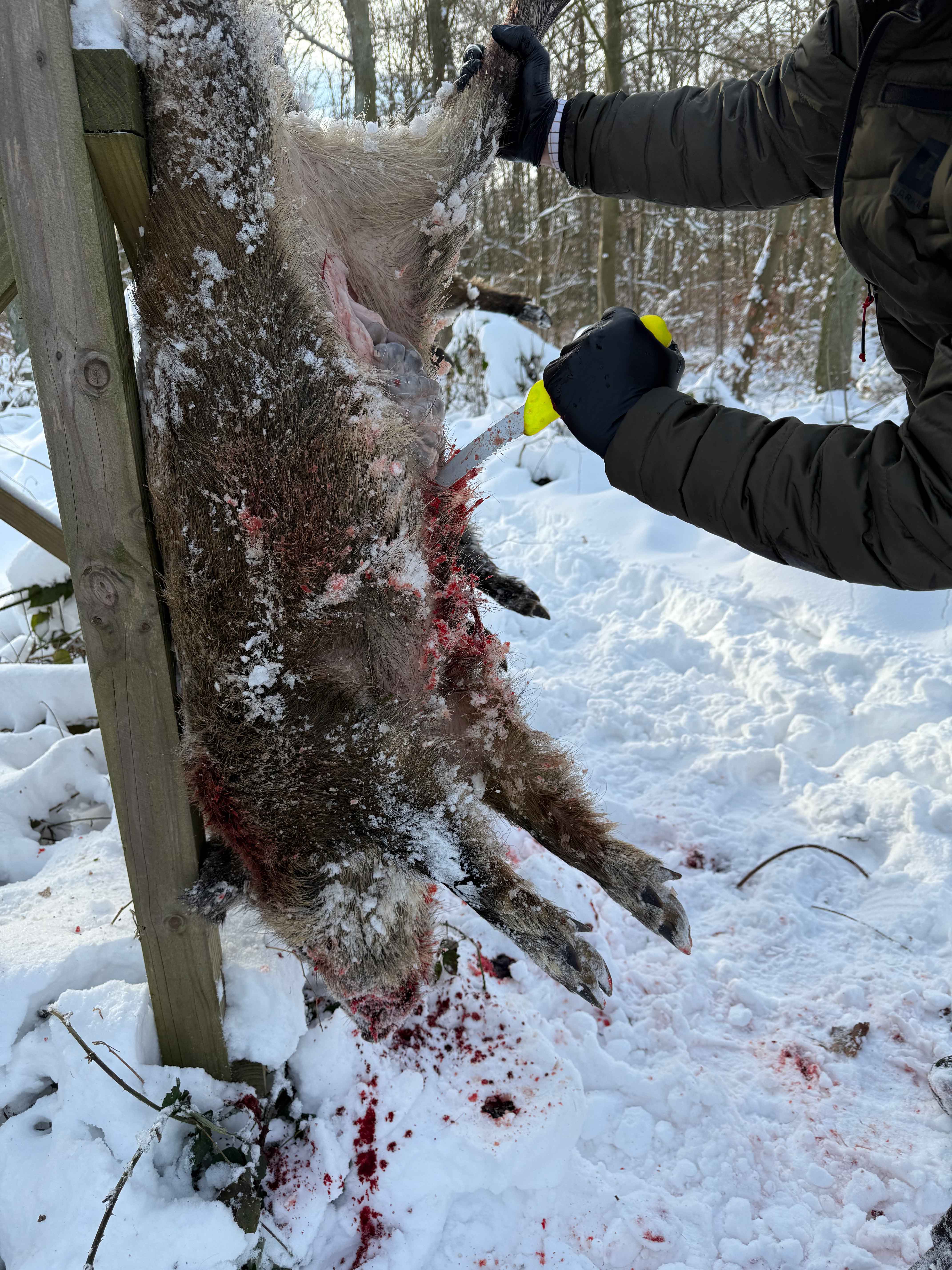 Dick Aufbrechmesser mit Anschnittwelle in Gelb beim Öffnen von Schwarzwild