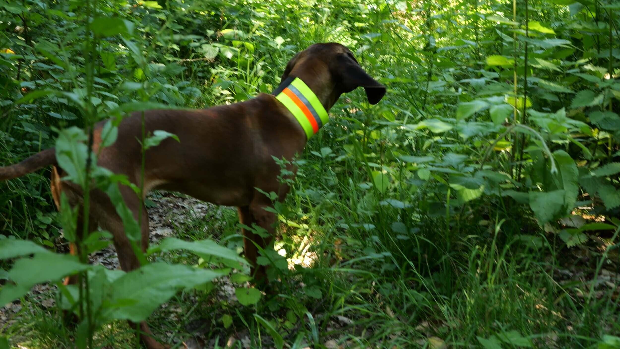 Nordforest Hunting Hundewarnhalsung mit GPS-Tasche (neongelb)