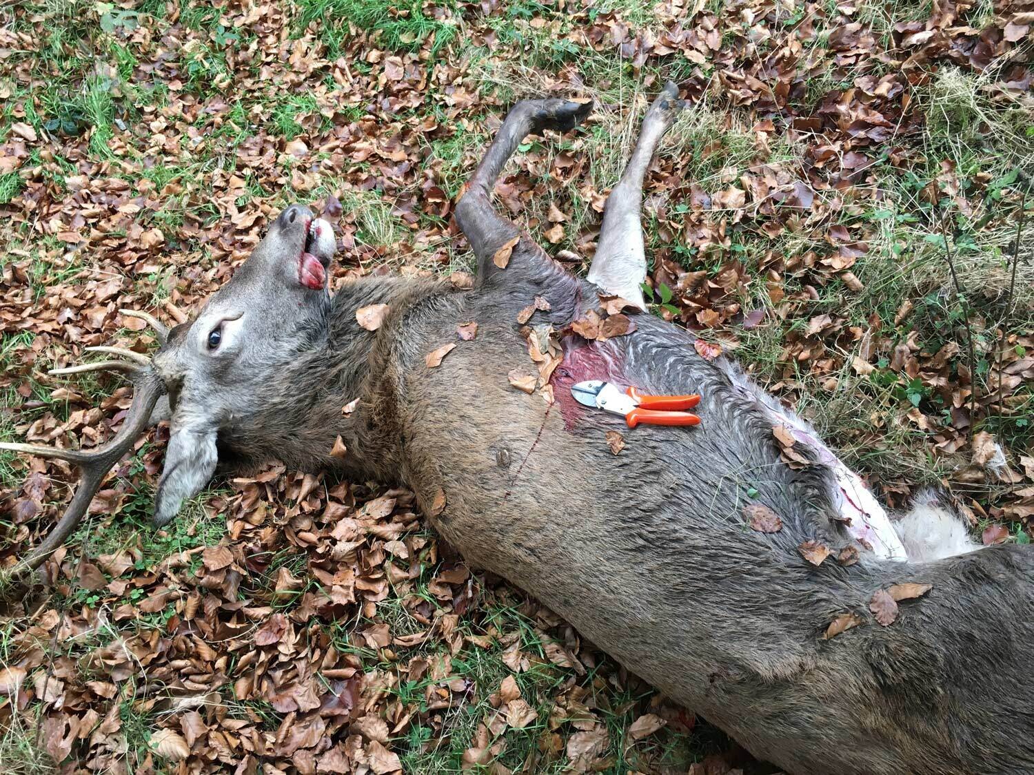 Löwe Jagdschere Löwe Jagdschere