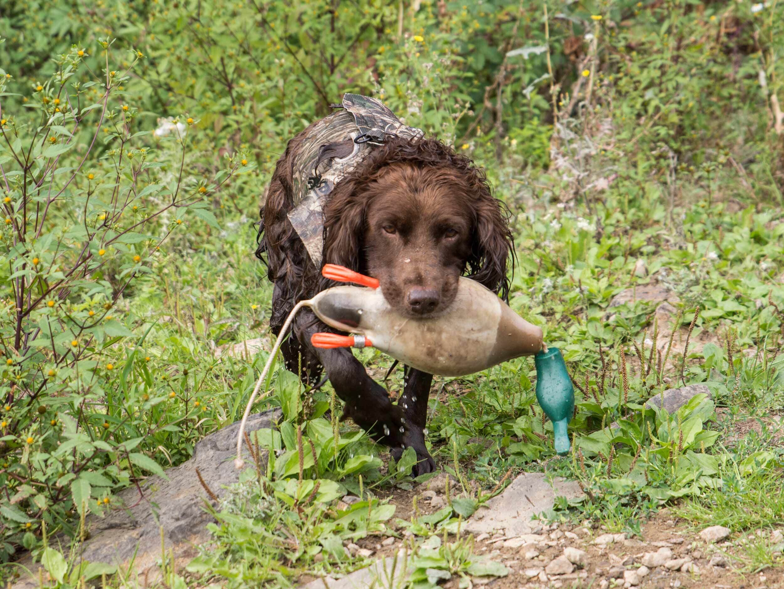 Dokken's Dead Fowl Entendummy Stockente Dokken's Dead Fowl Entendummy Stockente