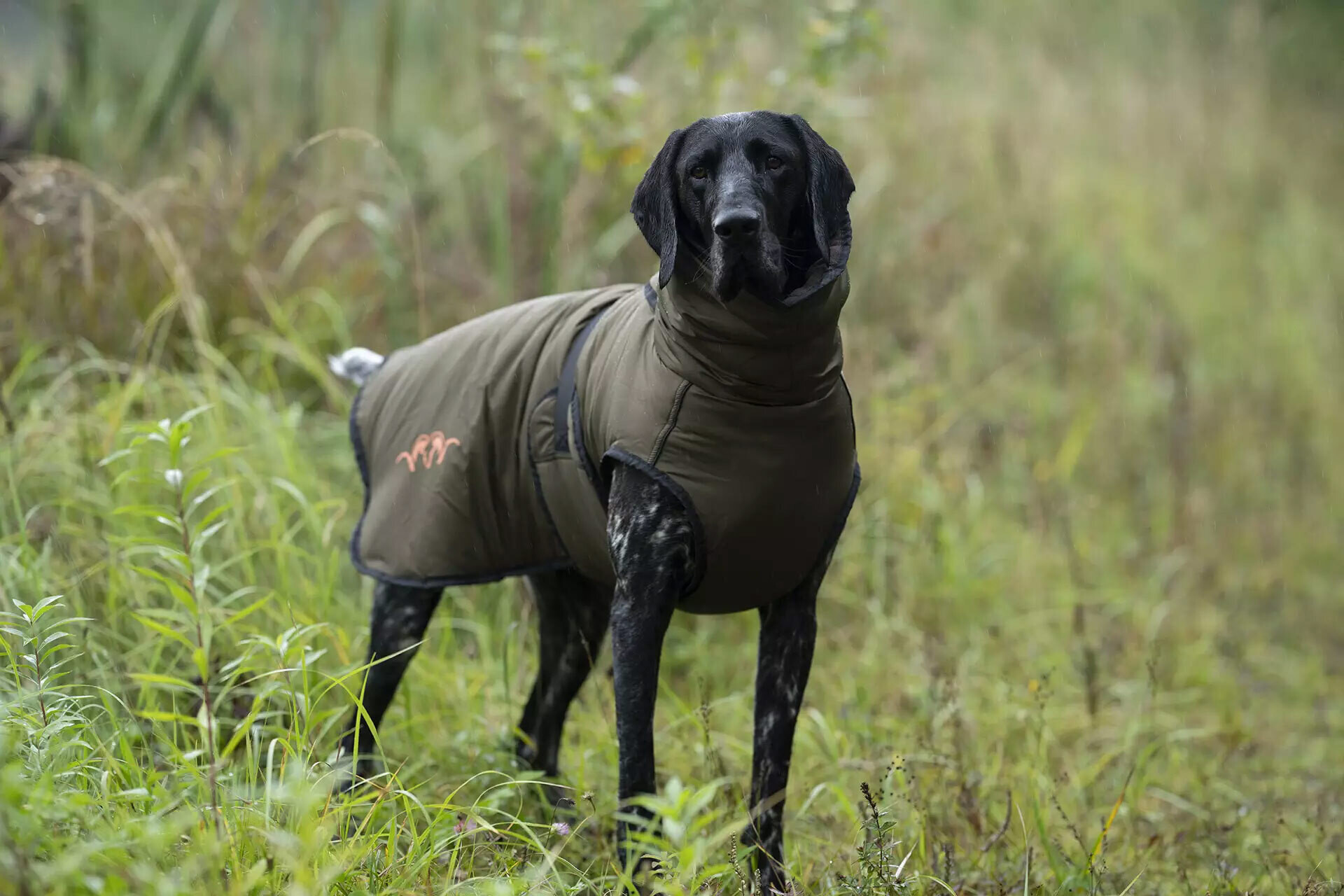 Blaser Hundeponcho (oliv) Blaser Hundeponcho (oliv)