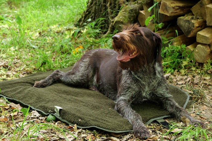 Hund