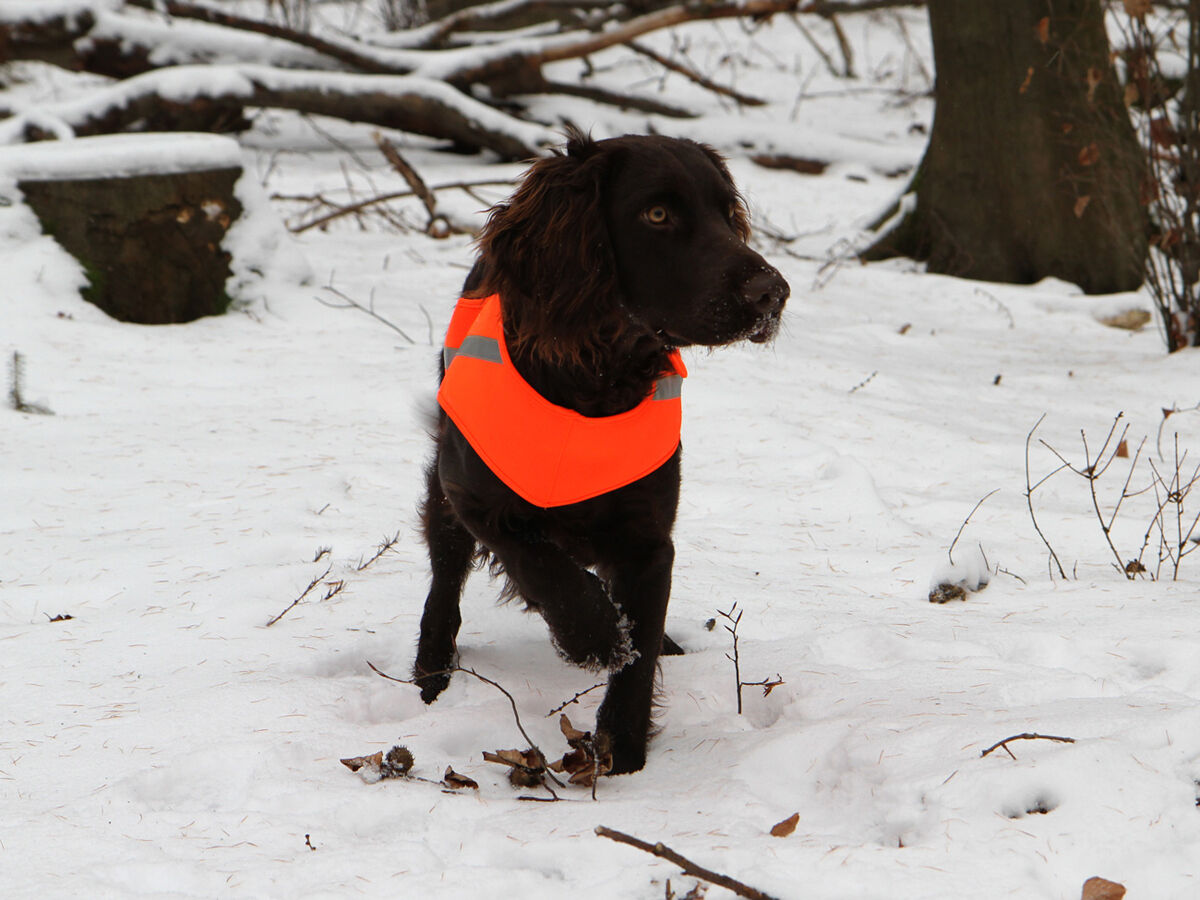 Hundesignalweste Holstein (Orange)