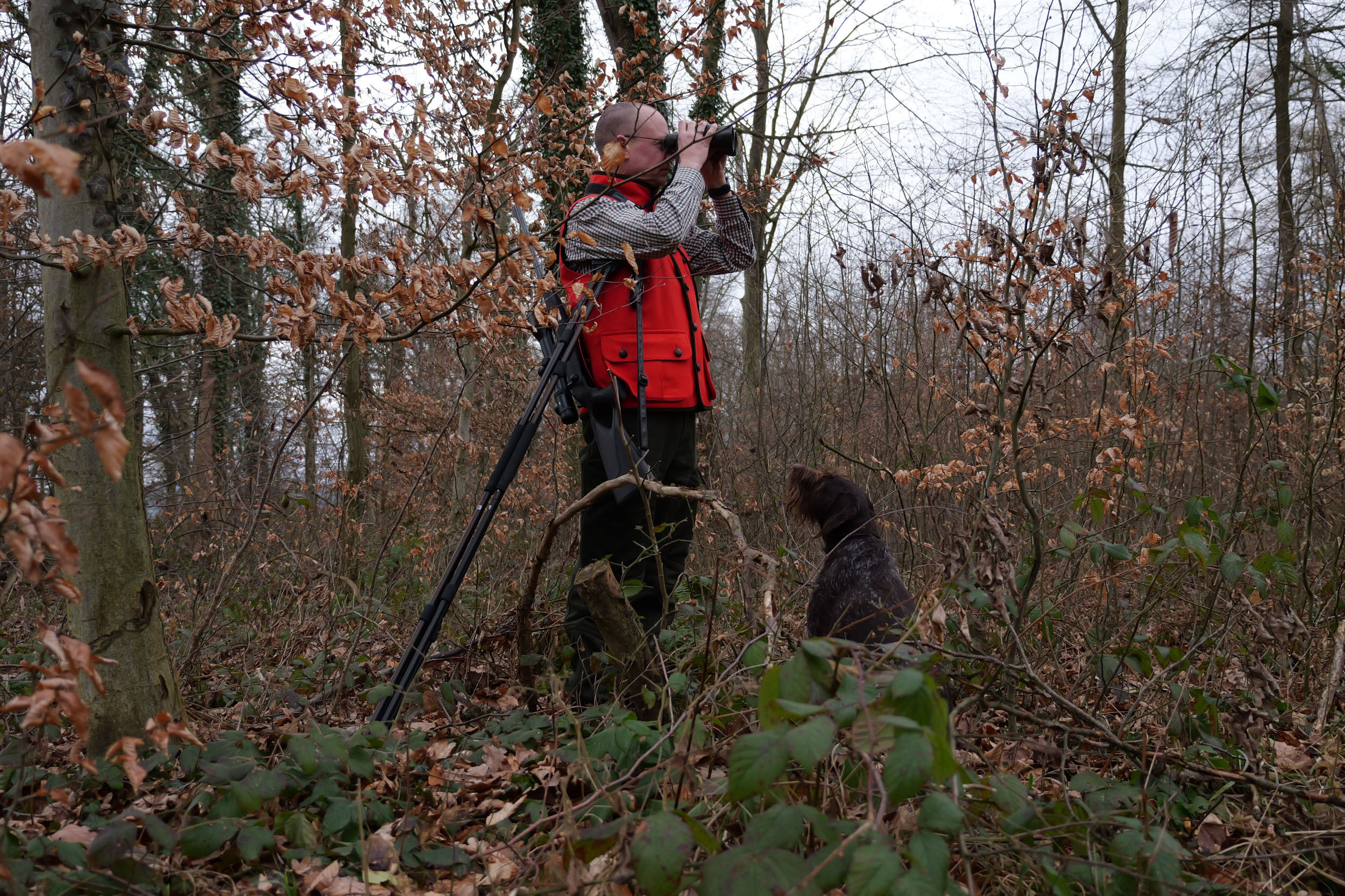 Jagdhund Lodenweste Lessach (rot)