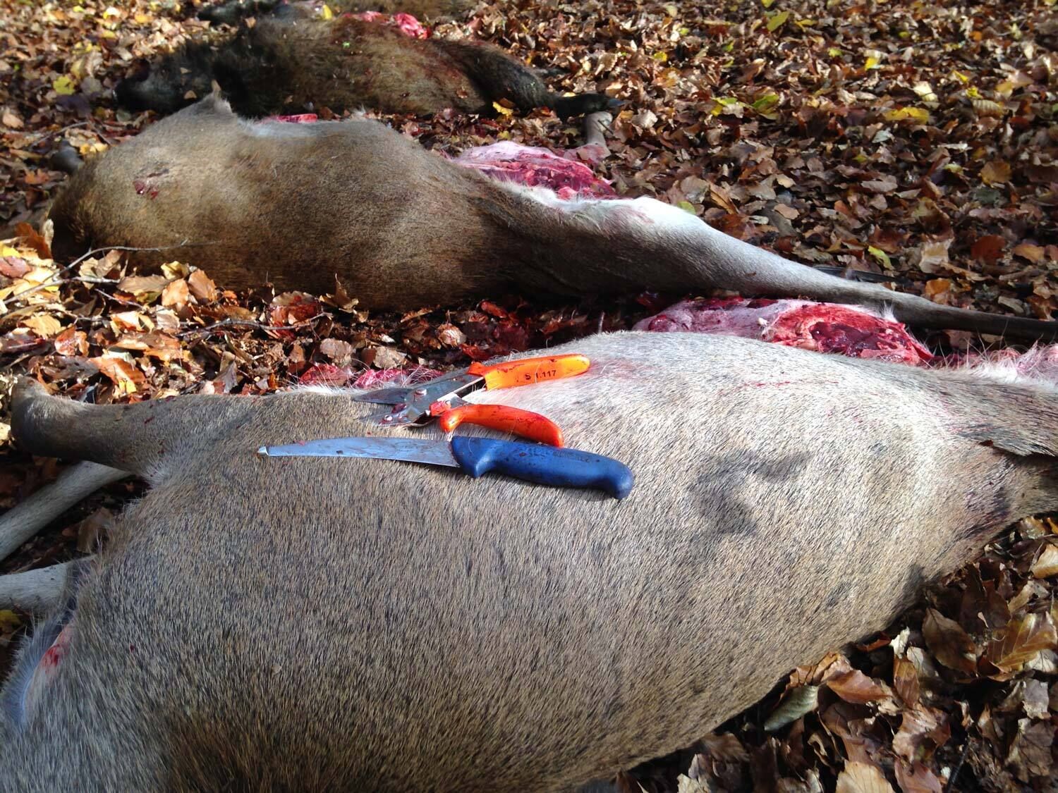 Dick Aufbrechmesser orange (Gekrösemesser)